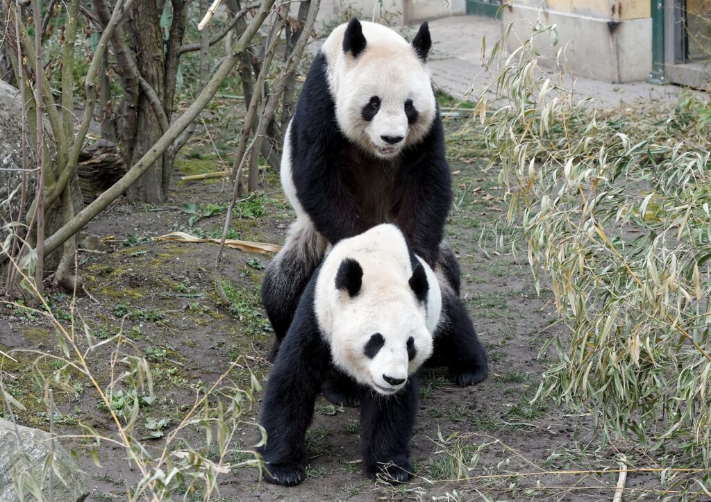 Two giant pandas mate in the zoo of Schoenbrunn in Vienna, Austria, March 23, 2016. REUTERS/Tiergarten Schonbrunn/Norbert Potensky/Handout via ReutersATTENTION EDITORS - THIS PICTURE WAS PROVIDED BY A THIRD PARTY. REUTERS IS UNABLE TO INDEPENDENTLY VERIFY THE AUTHENTICITY, CONTENT, LOCATION OR DATE OF THIS IMAGE. EDITORIAL USE ONLY. NOT FOR SALE FOR MARKETING OR ADVERTISING CAMPAIGNS. NO RESALES. NO ARCHIVE. THIS PICTURE IS DISTRIBUTED EXACTLY AS RECEIVED BY REUTERS, AS A SERVICE TO CLIENTS
