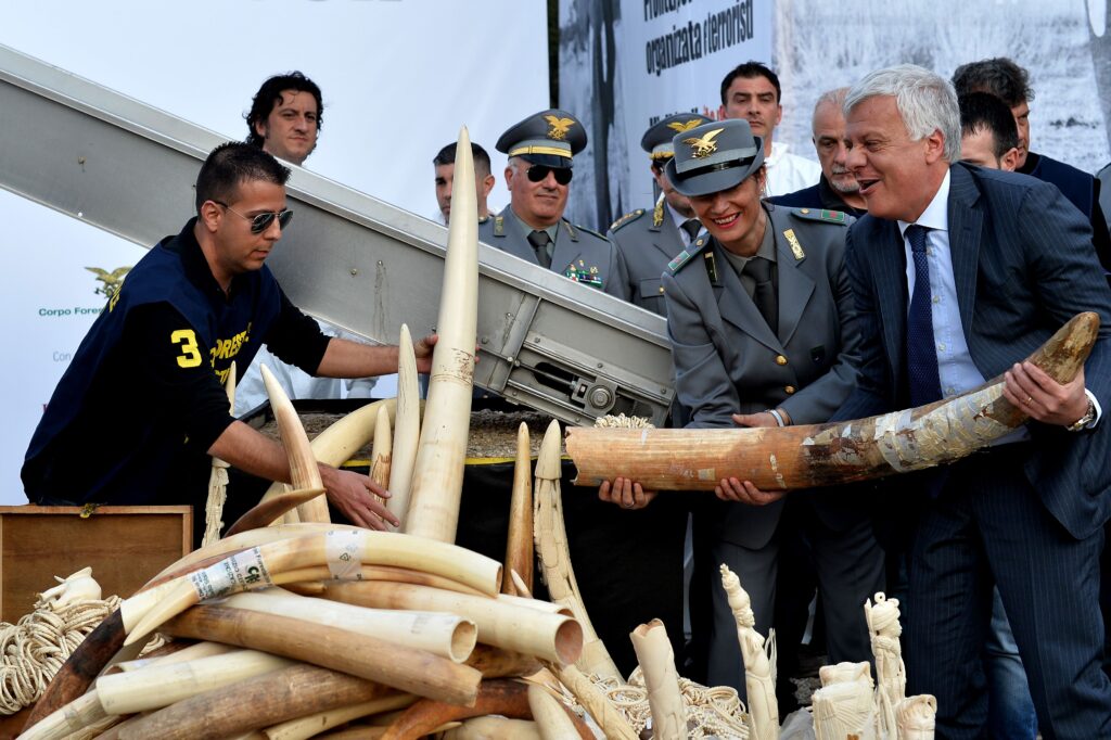 Italy's Minister of Environment Gian Luca Galletti (R) is helped during the first public ivory crush in the country on March 31, 2016 in Romes ancient Circus Maximus. The Italian Ministry of Environment and the Italian Forest Police teamed with the American nonprofit organization Elephant Action League destroy almost a ton of seized ivory, including tusks and carved objects, that will be crushed by an industrial stone crusher and then destroyed by a steamroller to be disposed permanently.  / AFP PHOTO / ALBERTO PIZZOLI