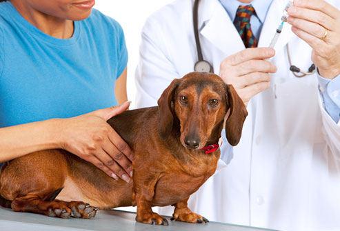 veterinari cane