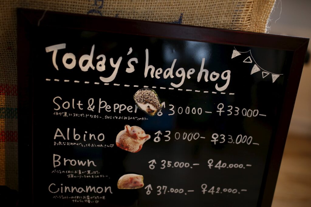 A board shows a selection of hedgehogs for sale at the Harry hedgehog cafe in Tokyo, Japan, April 5, 2016.  In a new animal-themed cafe, 20 to 30 hedgehogs of different breeds scrabble and snooze in glass tanks in Tokyo's Roppongi entertainment district. Customers have been queuing to play with the prickly mammals, which have long been sold in Japan as pets. The cafe's name Harry alludes to the Japanese word for hedgehog, harinezumi. Prices are shown in yen.  REUTERS/Thomas Peter SEARCH "HEDGEHOG THOMAS" FOR THIS STORY. SEARCH "THE WIDER IMAGE" FOR ALL STORIES