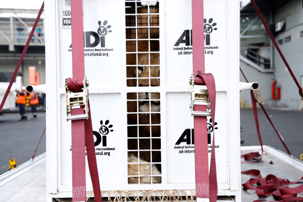 A former circus lion looks from inside his cage while preparing for transportation to a private sanctuary in South Africa, during an airlift organized by Animal Defenders International in Callao, Peru, April 29, 2016. REUTERS/Janine Costa TPX IMAGES OF THE DAY