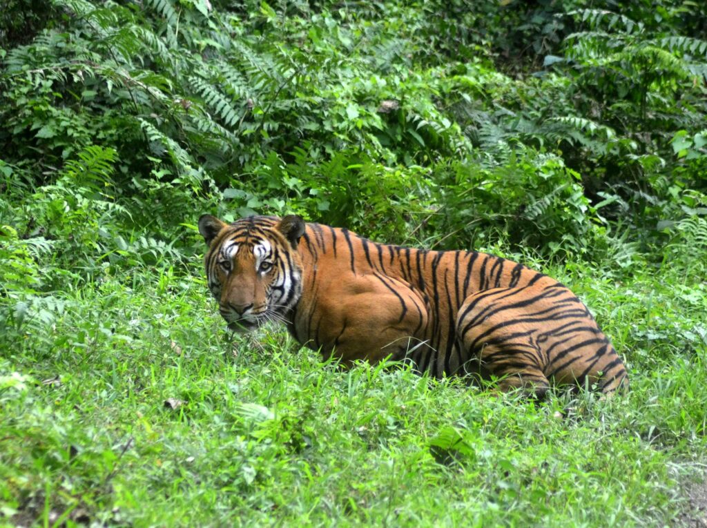 (FILES) In this photograph taken on December 21, 2014, a Royal Bengal Tiger pauses as it walks through a jungle clearing in Kaziranga National Park, some 280kms east of Guwahati. The number of wild tigers across the globe has increased for the first time in a century thanks to improved conservation efforts, wildlife groups said on April 11. Data compiled by the WWF and the Global Tiger Forum show that the global population of wild tigers has risen to an estimated 3,890 from an all-time low of 3,200 in 2010.  / AFP PHOTO / STR