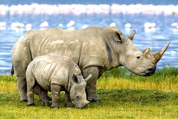 SAfrica-Rhino