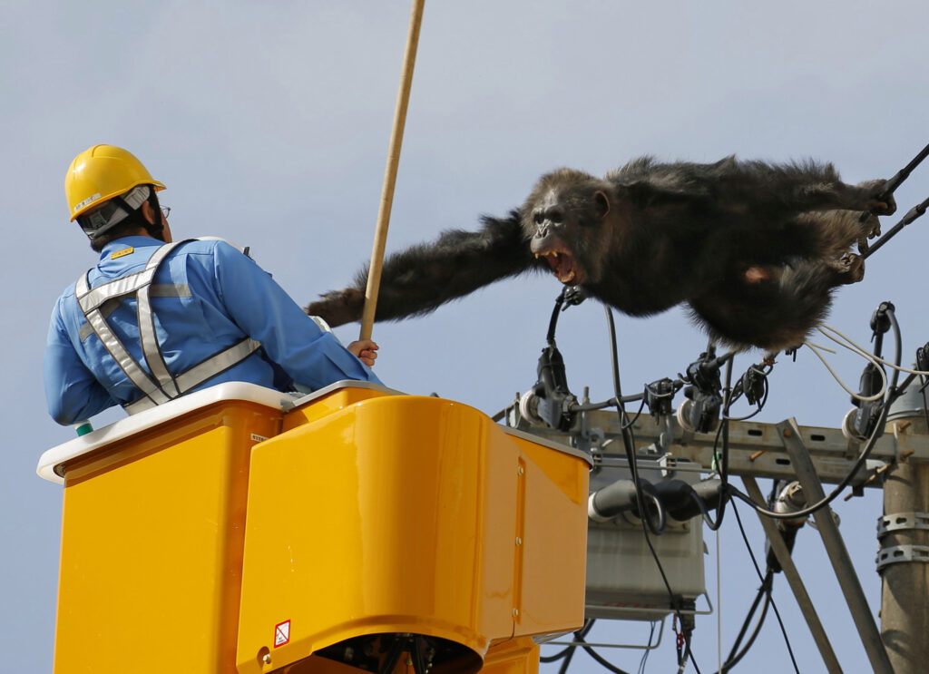 Chacha, the male chimp, screams at a worker in Sendai, northern Japan, Thursday, April 14, 2016 after fleeing from a zoo.  The chimpangzee tried desperately to avoid being captured by climbing an electric pole. Chacha was on the loose nearly two hours Thursday after it disappeared from the Yagiyama Zoological Park in Sendai, the city that's hosting finance ministers from the Group of Seven industrialized nations in May. (Kyodo News via AP) JAPAN OUT, MANDATORY CREDIT