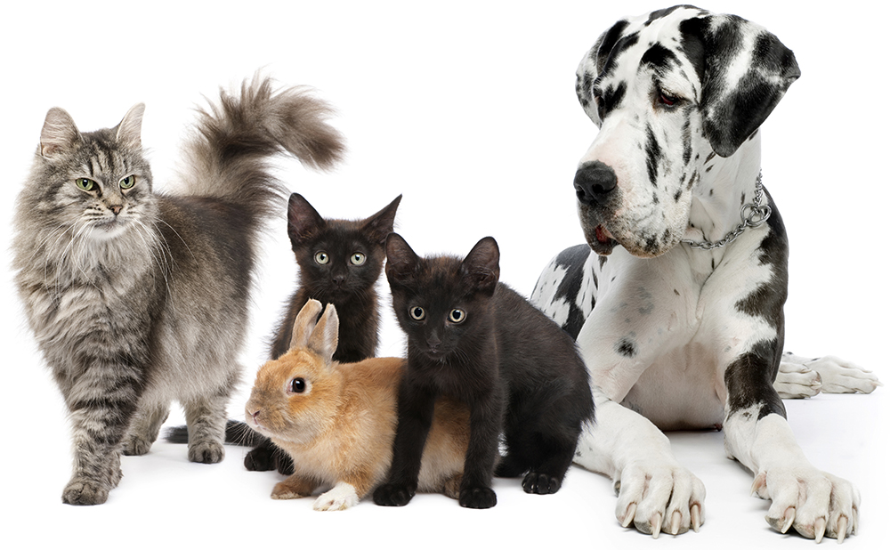 Group of cats and dogs and rabbit