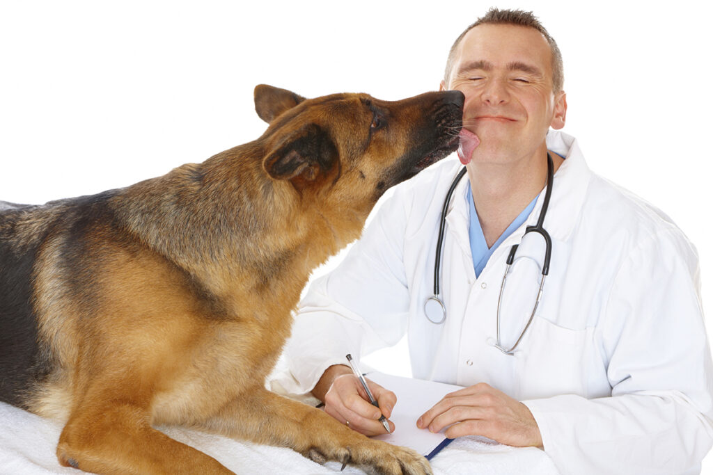 Dog licking a vet, isolated on white
