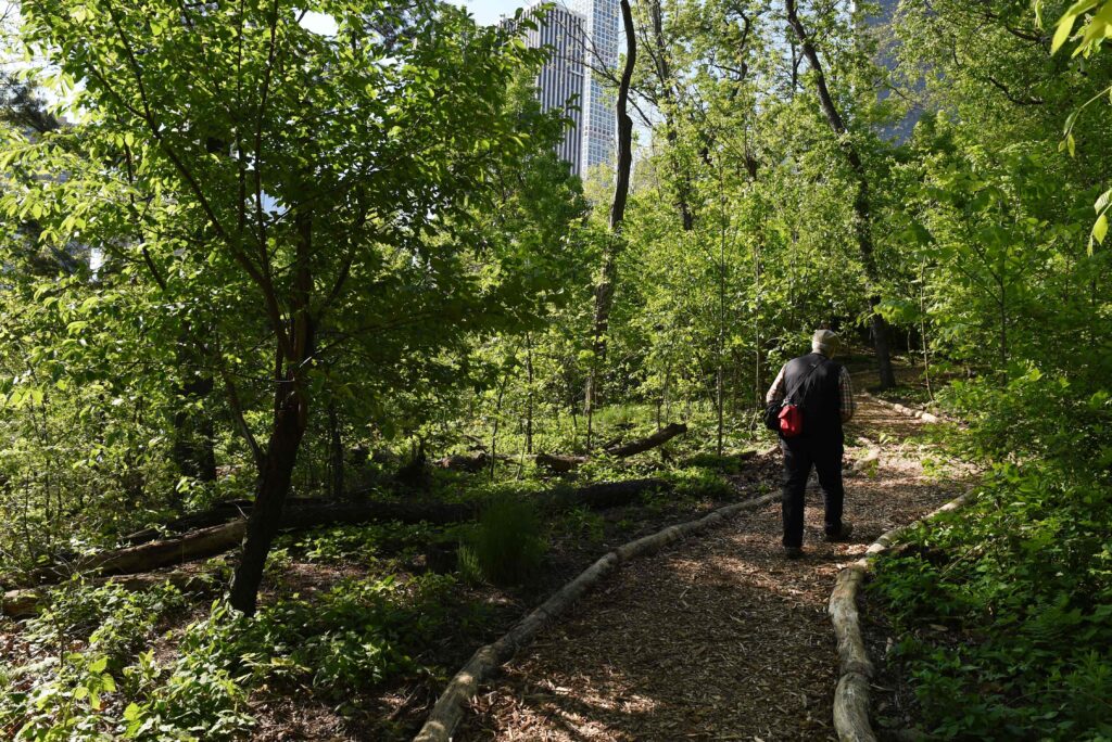 Visitors walk around the Central Park Hallett Nature Sanctuary in New York May 12, 2016 after it re-opened to the public after being closed since the 1930's. The sanctuary was closed in 1934 by then NYC Parks Commissioner Robert Moses and was forgotten until the Central Park conservancy began renovations in 2001. / AFP PHOTO / TIMOTHY A. CLARY