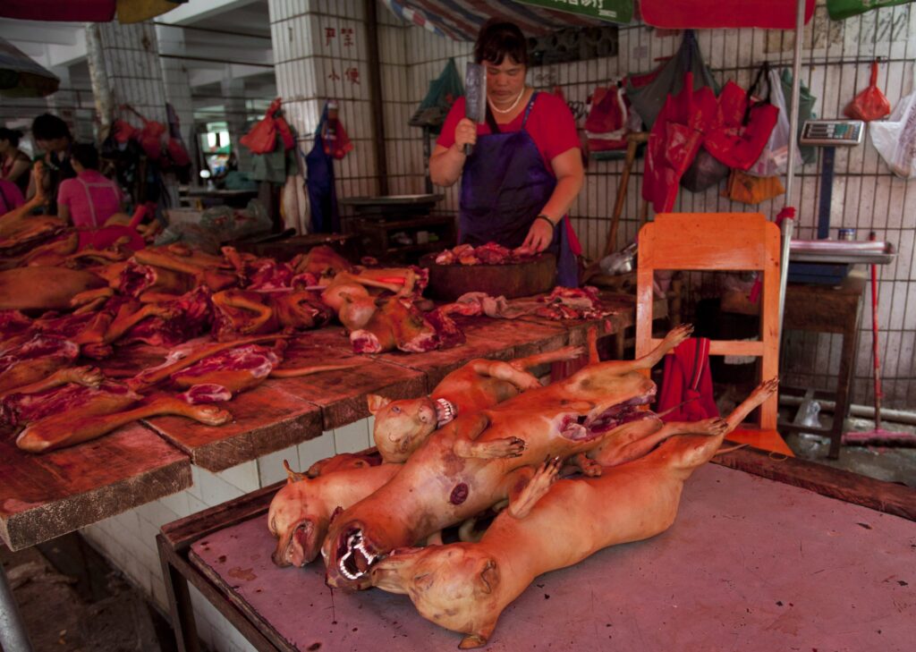 This picture taken on June 17, 2015 shows a butcher preparing cuts of dog meat for sale in Yulin, in southern China's Guangxi province. People from Yulin traditionally celebrate the solstice during midsummer on the longest day of the year by eating dog meat and lychee fruit, which draws criticism from animal rights activists. CHINA OUT AFP PHOTO