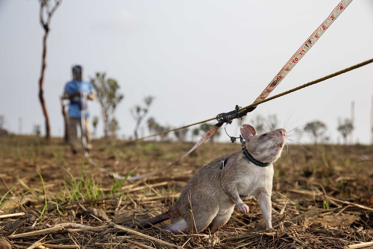 1200px-04_Detecting_Landmines_in_Angola