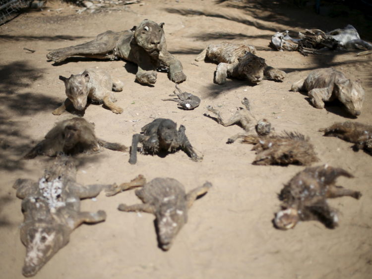 Stuffed animals, that died during the 2014 war, are on display at a zoo in Khan Younis in the southern Gaza Strip March 7, 2016. REUTERS/Ibraheem Abu Mustafa TPX IMAGES OF THE DAY - RTS9NNW
