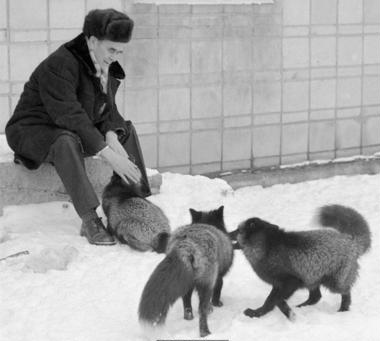 Dmitry Belyaev prominent genetic expert with laboratory foxes selected on his own method