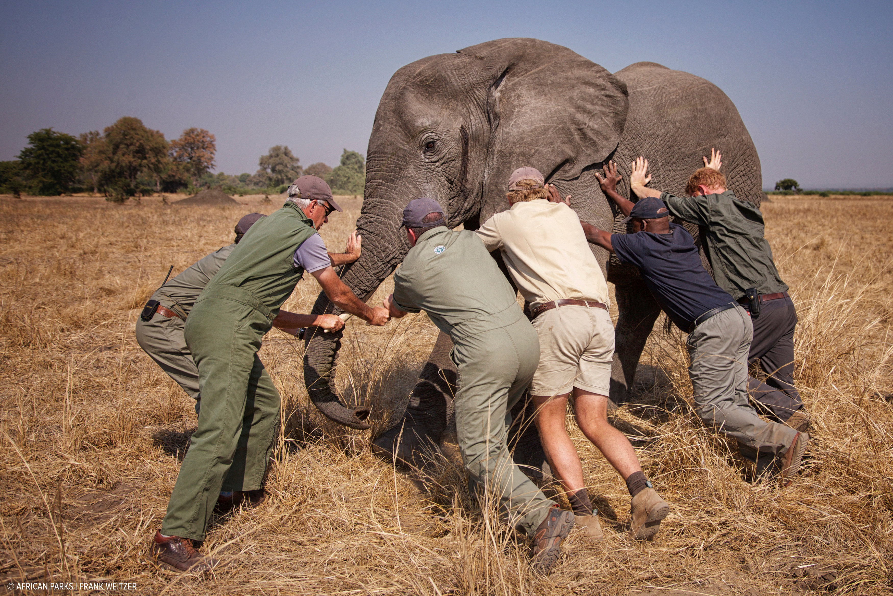 Undated picture of Prince Harry while he worked in Malawi with African Parks as part of an initiative involving moving 500 elephants over 350 kilometres across Malawi from Liwonde National Park and Majete Wildlife Reserve to Nkhotakota Wildlife Reserve, issued by Kensington Palace in London, Britain on October 28, 2016. African Parks/Frank Weitzer/Handout via REUTERS NO COMMERCIAL OR BOOK SALES. FOR EDITORIAL USE ONLY. NO RESALES. NO ARCHIVES