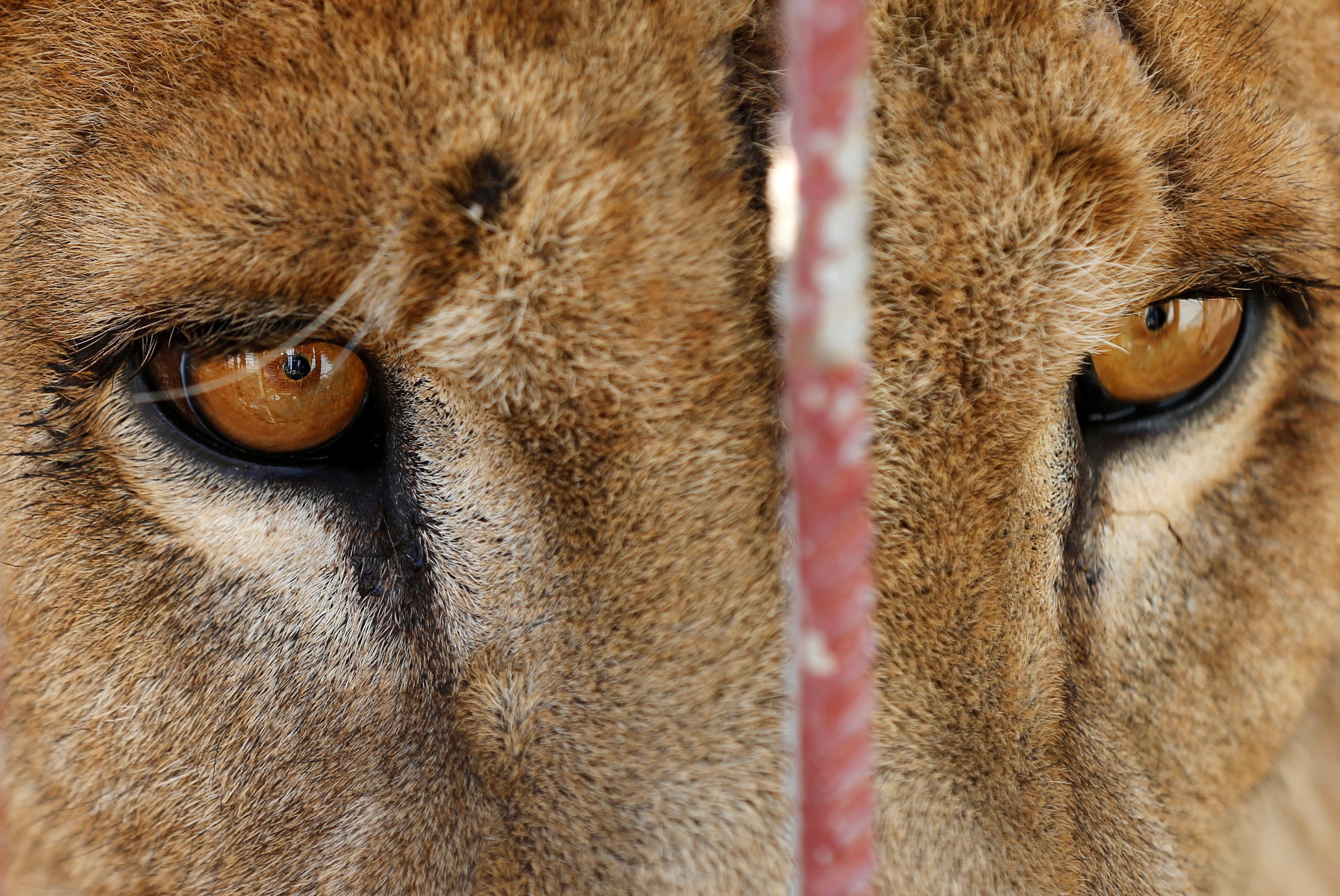 A starving lion is seen in its cage at Mosul's zoo, Iraq, February 2, 2017. REUTERS/Muhammad Hamed