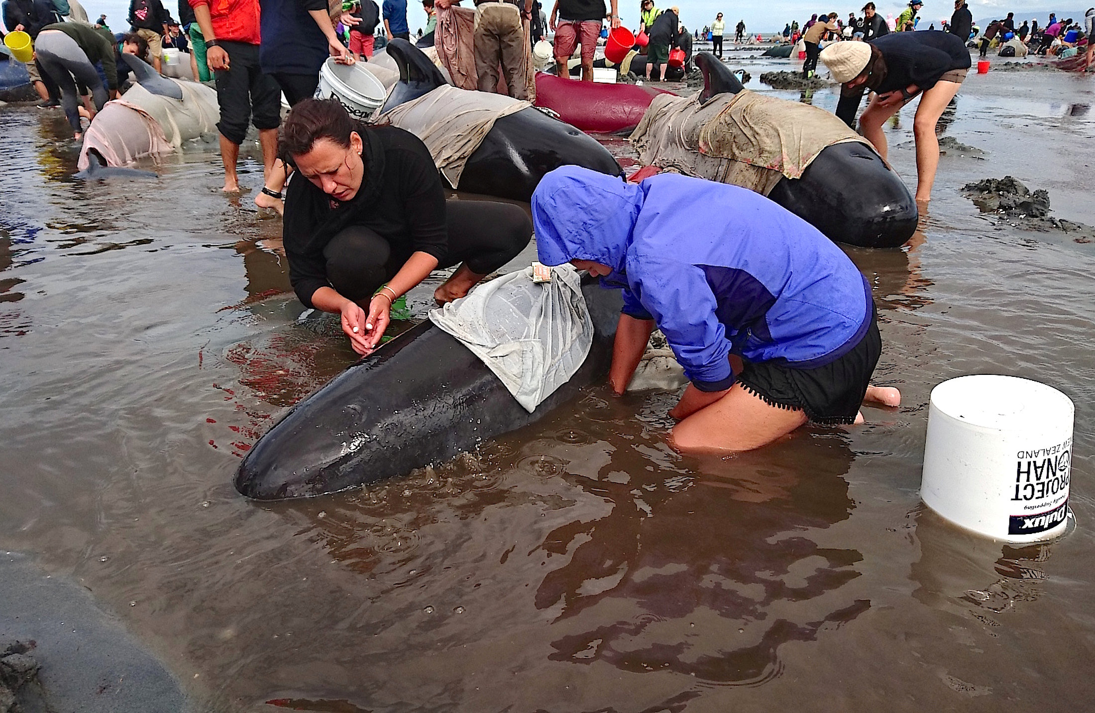 Volunteers try to keep alive some of the hundreds of stranded pilot whales after one of the country's largest recorded mass whale strandings, in Golden Bay, at the top of New Zealand's South Island, February 10, 2017. REUTERS/Ross Wearing ATTENTION EDITORS - EDITORIAL USE ONLY. NO RESALES. NO ARCHIVE. NEW ZEALAND OUT. NO COMMERCIAL OR EDITORIAL SALES IN NEW ZEALAND.