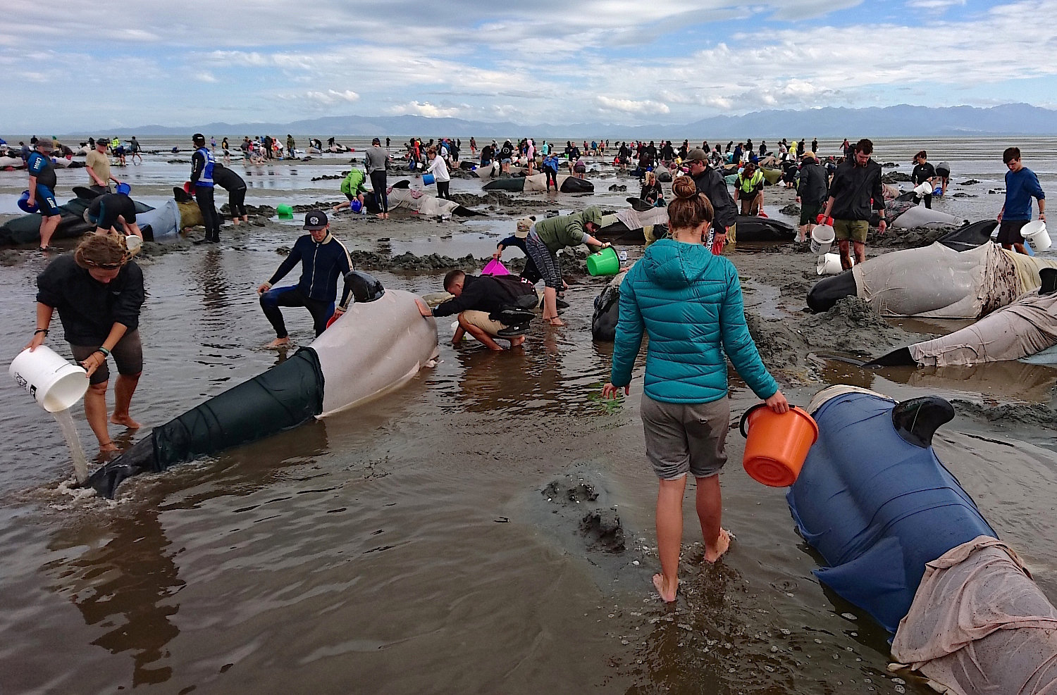 Volunteers try to keep alive some of the hundreds of stranded pilot whales after one of the country's largest recorded mass whale strandings, in Golden Bay, at the top of New Zealand's South Island, February 10, 2017. REUTERS/Ross Wearing ATTENTION EDITORS - EDITORIAL USE ONLY. NO RESALES. NO ARCHIVE. NEW ZEALAND OUT. NO COMMERCIAL OR EDITORIAL SALES IN NEW ZEALAND.