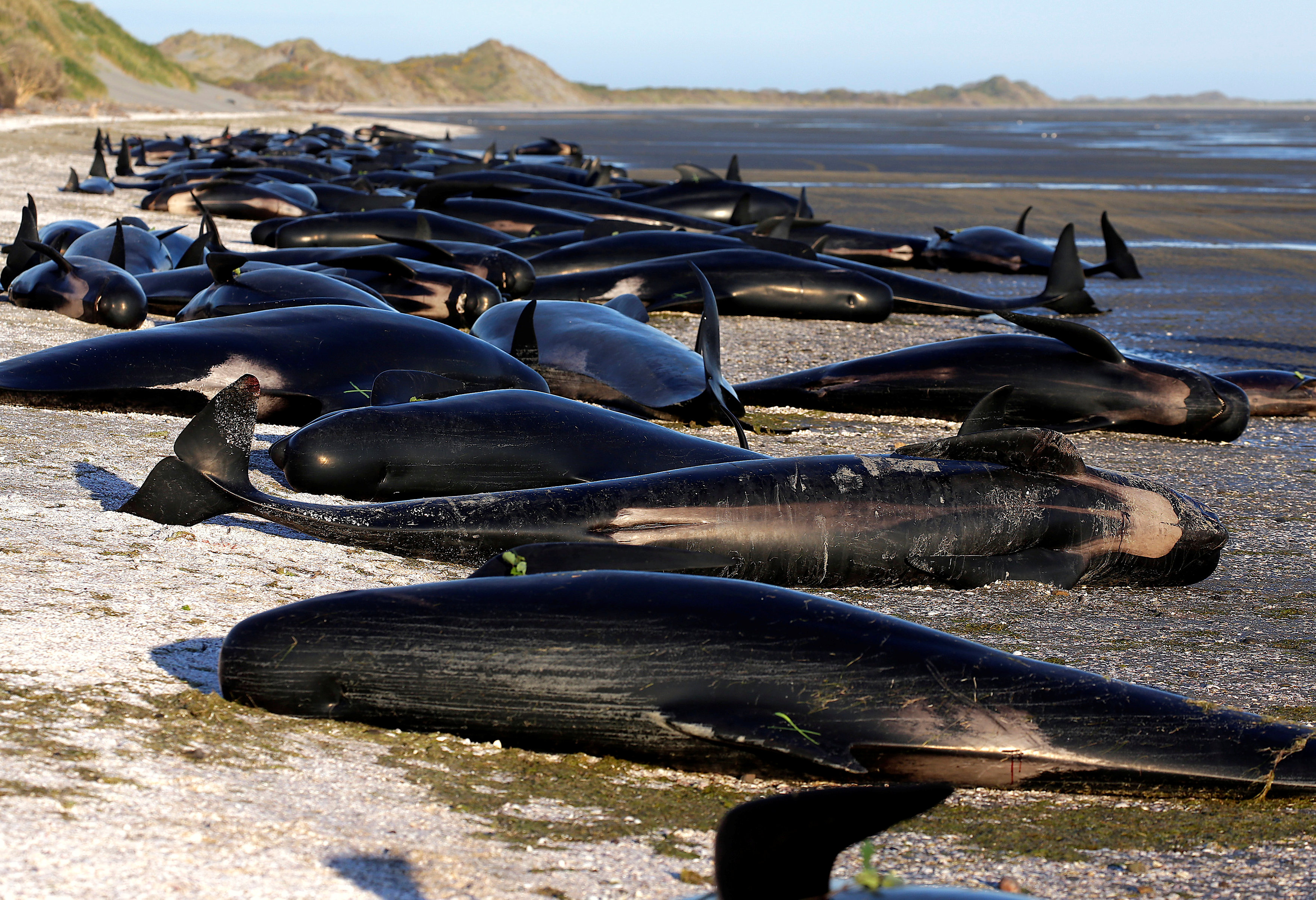 Some of the hundreds of stranded pilot whales marked with an 'X' to indicate they have died can be seen together after one of the country's largest recorded mass whale strandings, in Golden Bay, at the top of New Zealand's South Island, February 10, 2017. REUTERS/Anthony Phelps