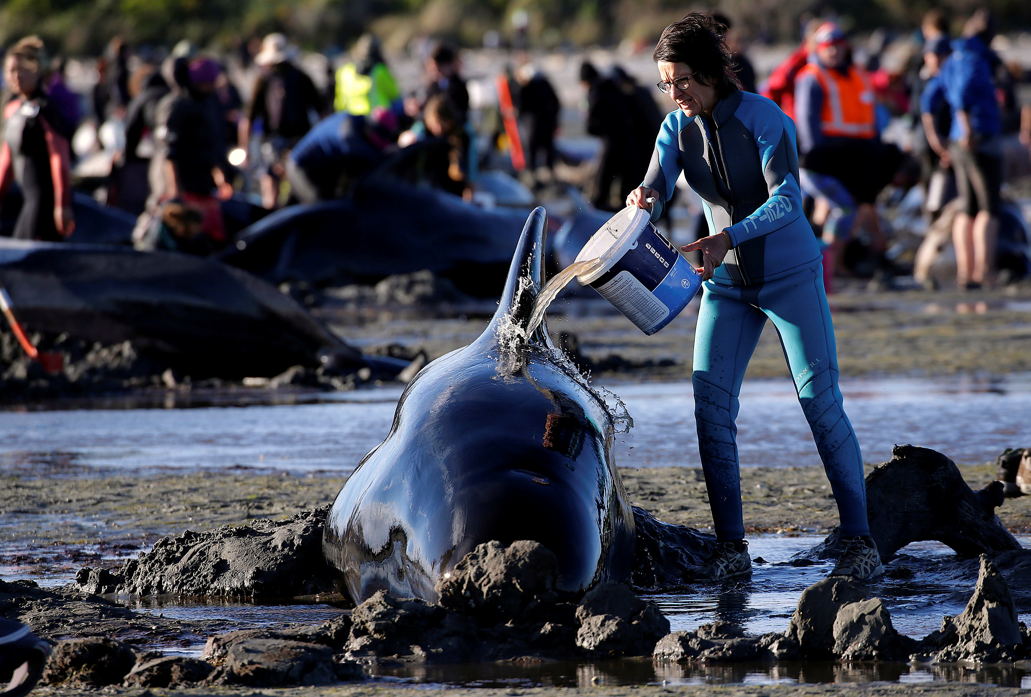 Volunteers attend to some of the hundreds of stranded pilot whales still alive after one of the country's largest recorded mass whale strandings, in Golden Bay, at the top of New Zealand's South Island, February 10, 2017. REUTERS/Anthony Phelps