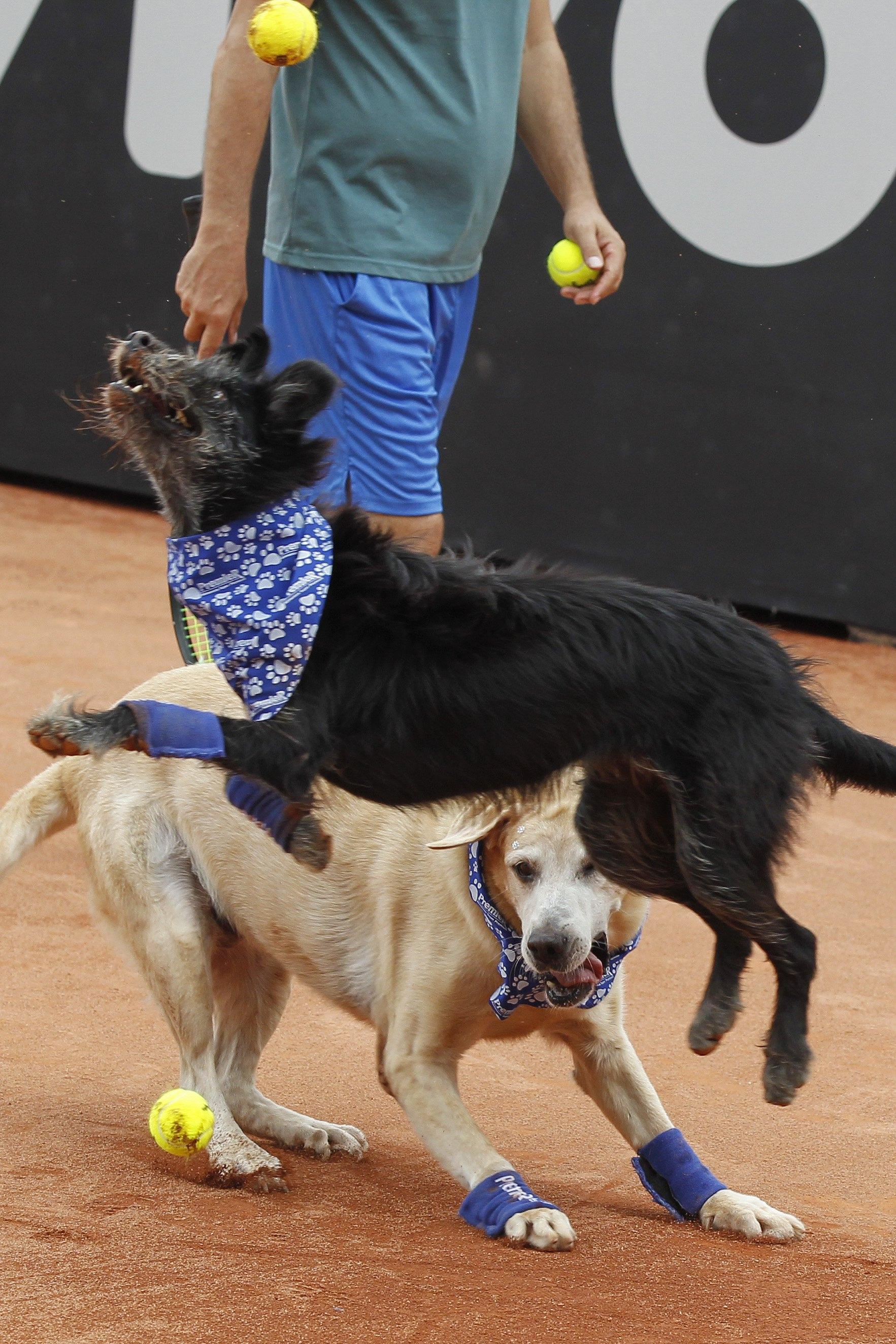 epa05829860 Trained dogs collect tennis balls, during an exhibition event aimed at promoting the adoption of stray animals, during their ATP 250 Brazil Open 2017 in Sao Paulo, Brazil, 04 March 2017. EPA/Sebastiao Moreira
