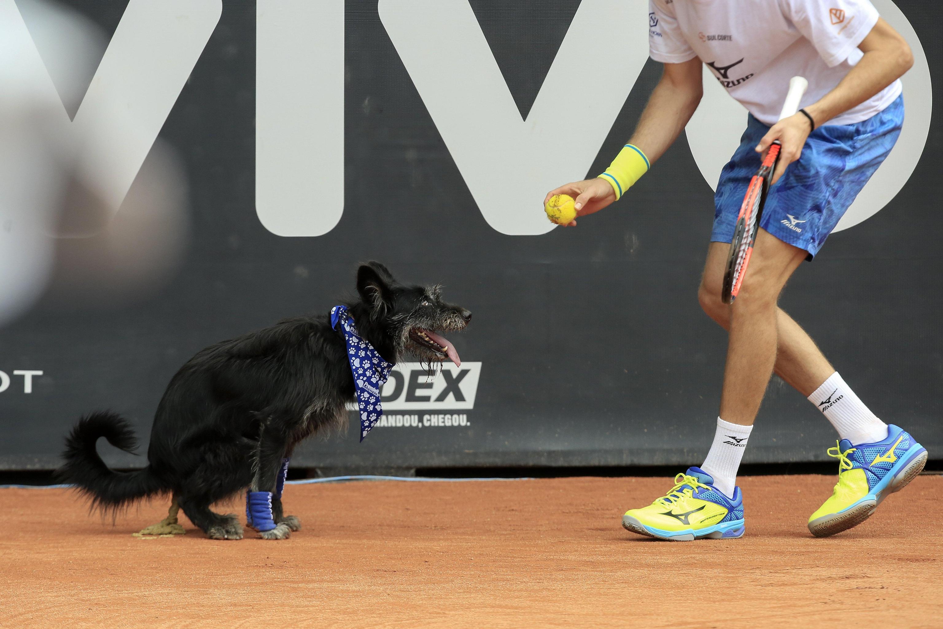 epa05829862 A trained dog collects tennis balls, during an exhibition event aimed at promoting the adoption of stray animals, during their ATP 250 Brazil Open 2017 in Sao Paulo, Brazil, 04 March 2017. EPA/Sebastiao Moreira