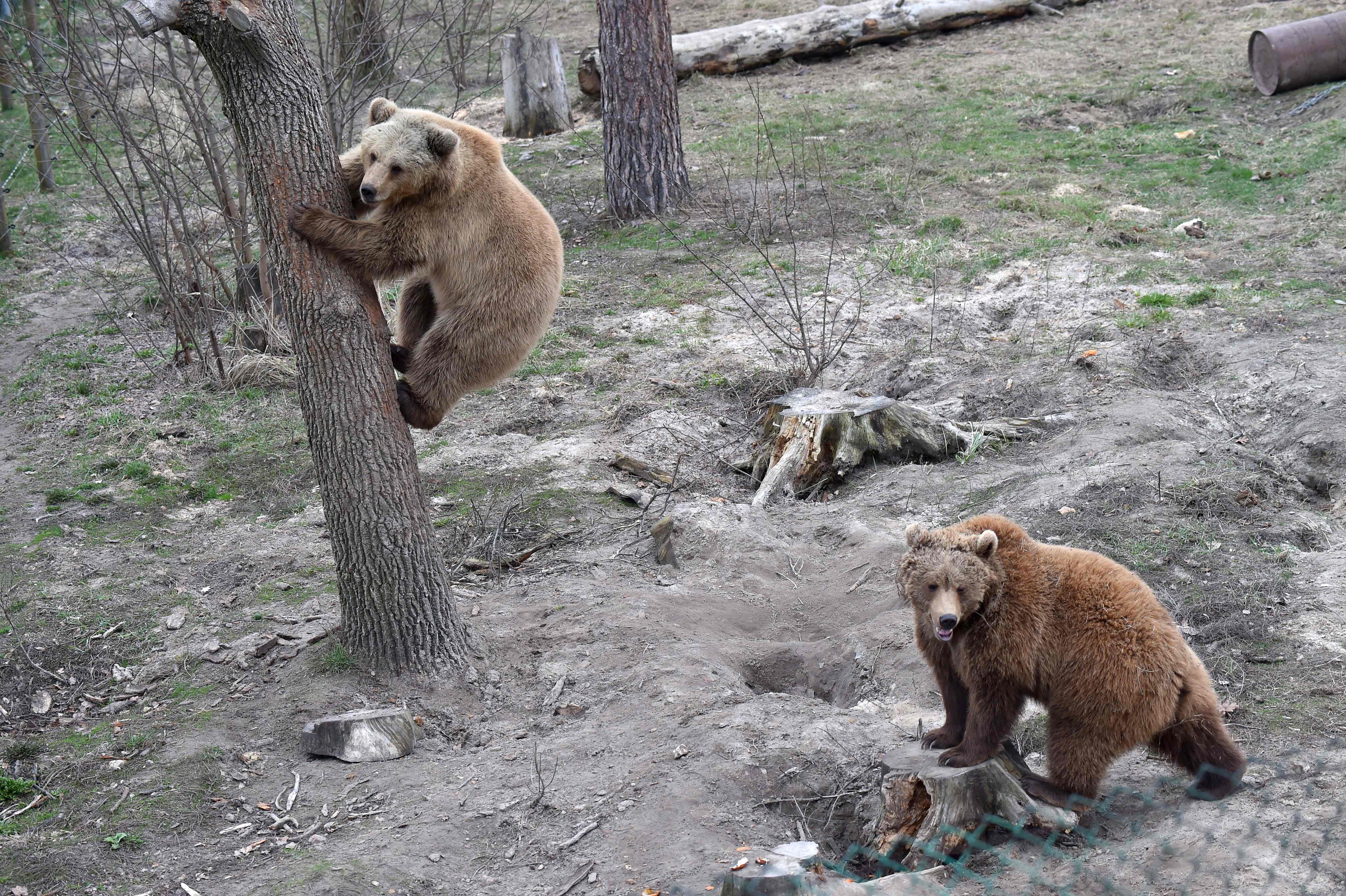 Brown bears play together in a shelter for bears rescued from circuses and private restaurants of Ukraine, near Zhytomyr, some 150 km west of Kiev, on March 24, 2017. Tortured for years by human hands these mighty animals got a chance to start it all over again in a shelter near the city of Zhytomyr, in the northwest of the country. Opened in 2012 by international animal charity Four Paws, the rescue centre soon became one of the biggest sights of the region. / AFP PHOTO / Sergei SUPINSKY