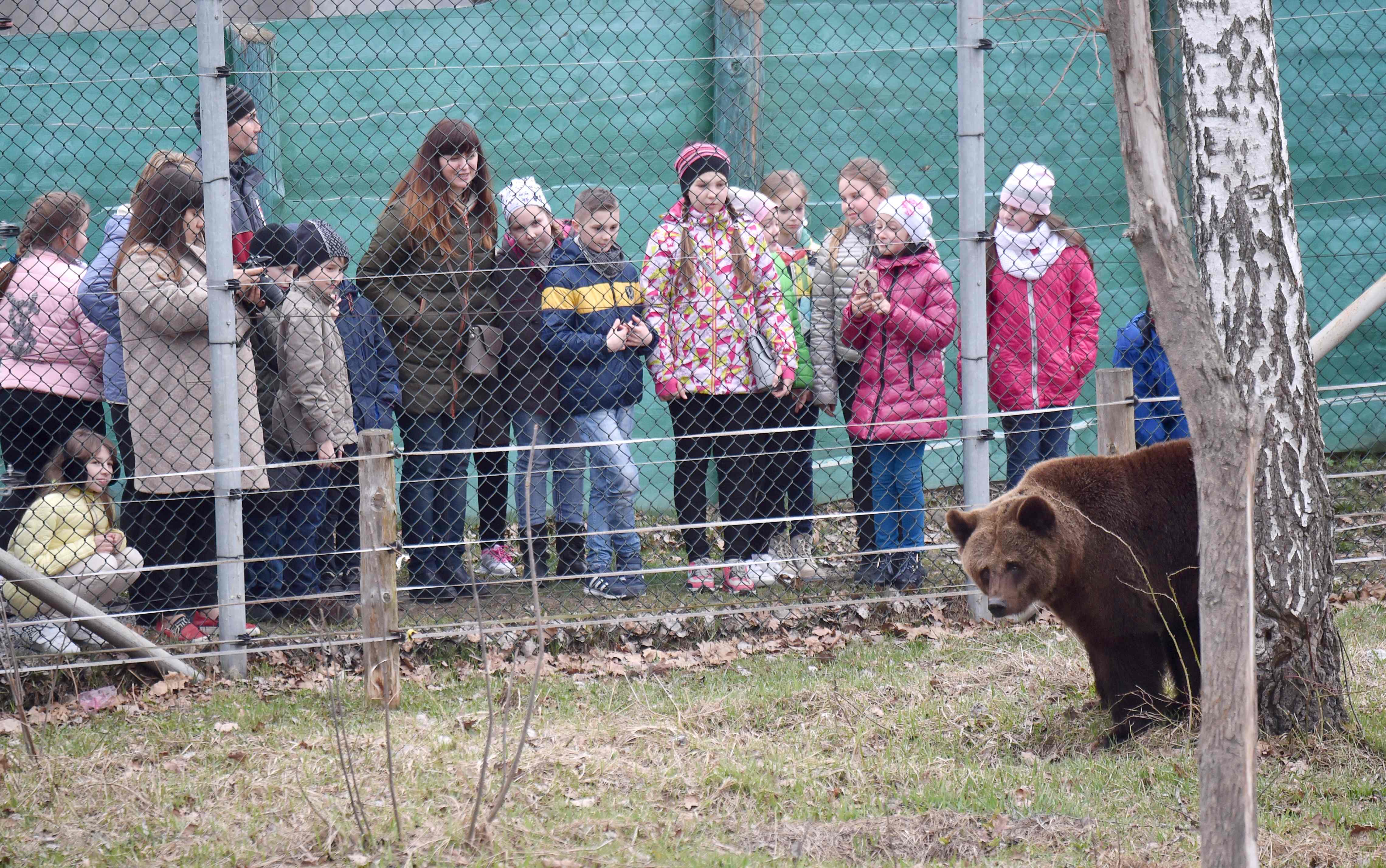 School children look at a bear as they visit a shelter for bears rescued from circuses and private restaurants of Ukraine, near Zhytomyr, some 150 km west of Kiev, on March 24, 2017. Tortured for years by human hands these mighty animals got a chance to start it all over again in a shelter near the city of Zhytomyr, in the northwest of the country. Opened in 2012 by international animal charity Four Paws, the rescue centre soon became one of the biggest sights of the region. / AFP PHOTO / Sergei SUPINSKY