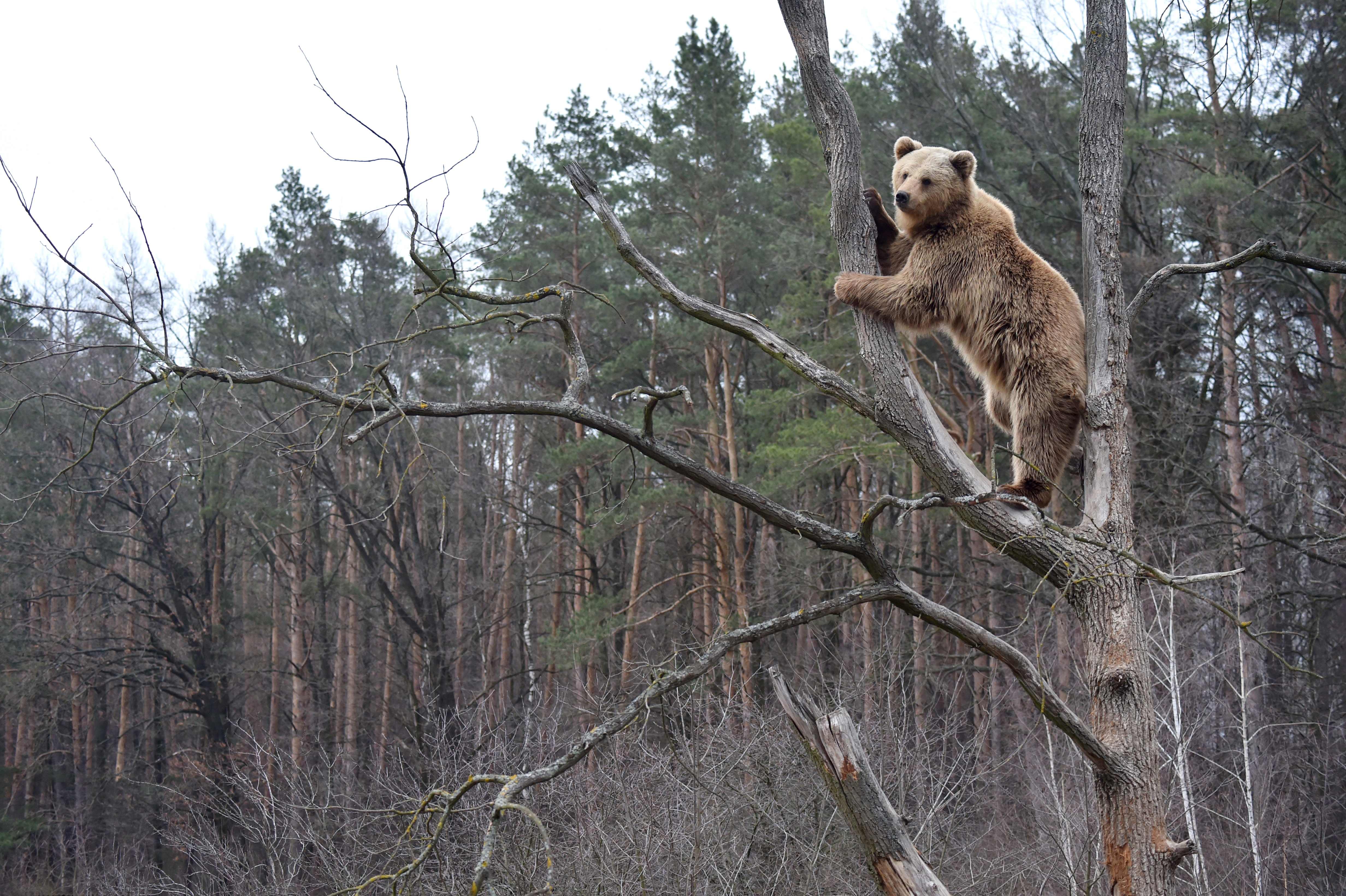 A brown bear sits on a tree in a shelter for bears rescued from circuses and private restaurants of Ukraine, near Zhytomyr, some 150 km west of Kiev, on March 24, 2017. Tortured for years by human hands these mighty animals got a chance to start it all over again in a shelter near the city of Zhytomyr, in the northwest of the country. Opened in 2012 by international animal charity Four Paws, the rescue centre soon became one of the biggest sights of the region. / AFP PHOTO / Sergei SUPINSKY