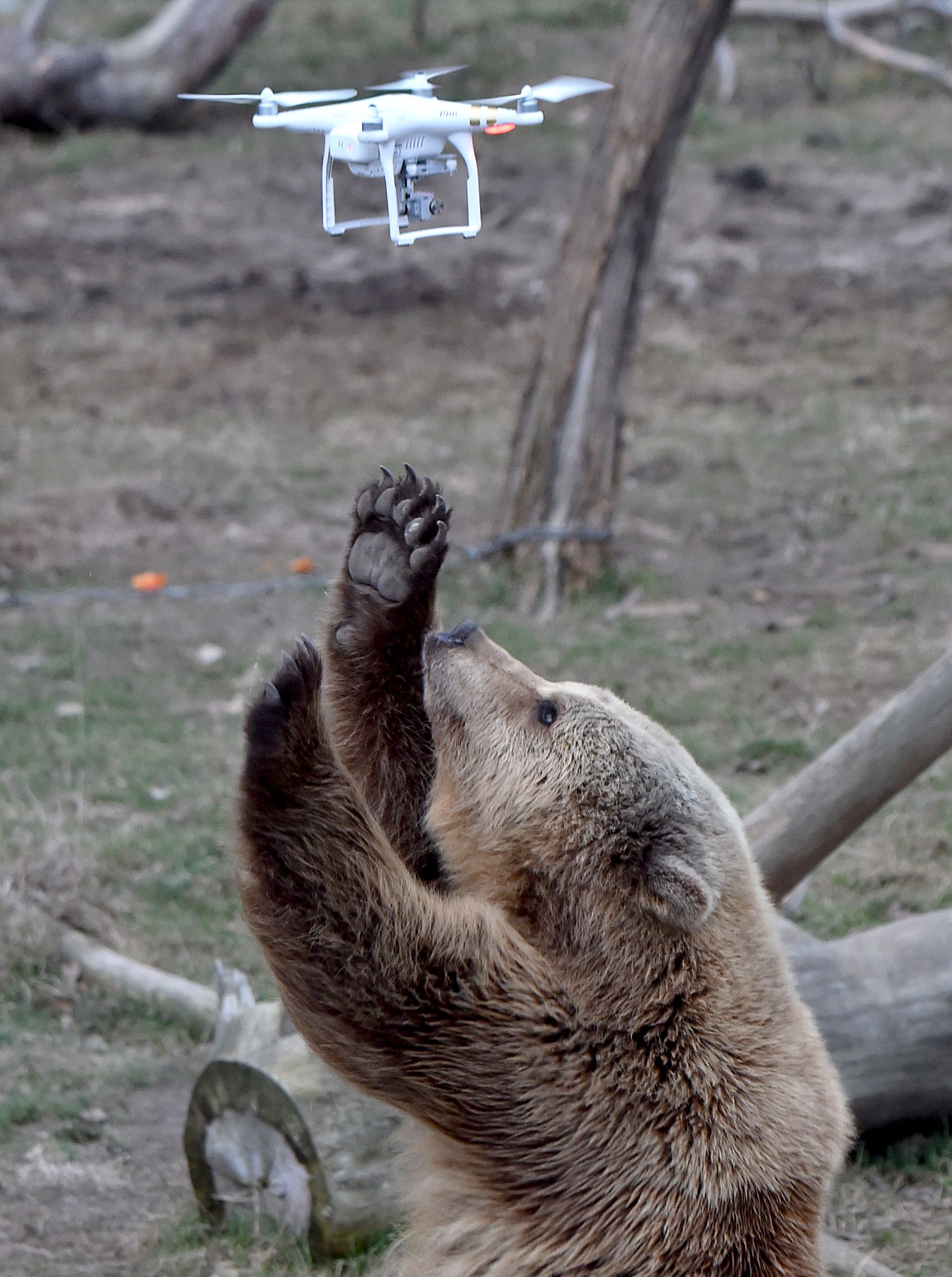 A brown bear reacts to a quadrocopter drone launched by a visitor in a shelter for bears rescued from circuses and private restaurants of Ukraine, near Zhytomyr, some 150 km west of Kiev, on March 24, 2017. Tortured for years by human hands these mighty animals got a chance to start it all over again in a shelter near the city of Zhytomyr, in the northwest of the country. Opened in 2012 by international animal charity Four Paws, the rescue centre soon became one of the biggest sights of the region. / AFP PHOTO / Sergei SUPINSKY