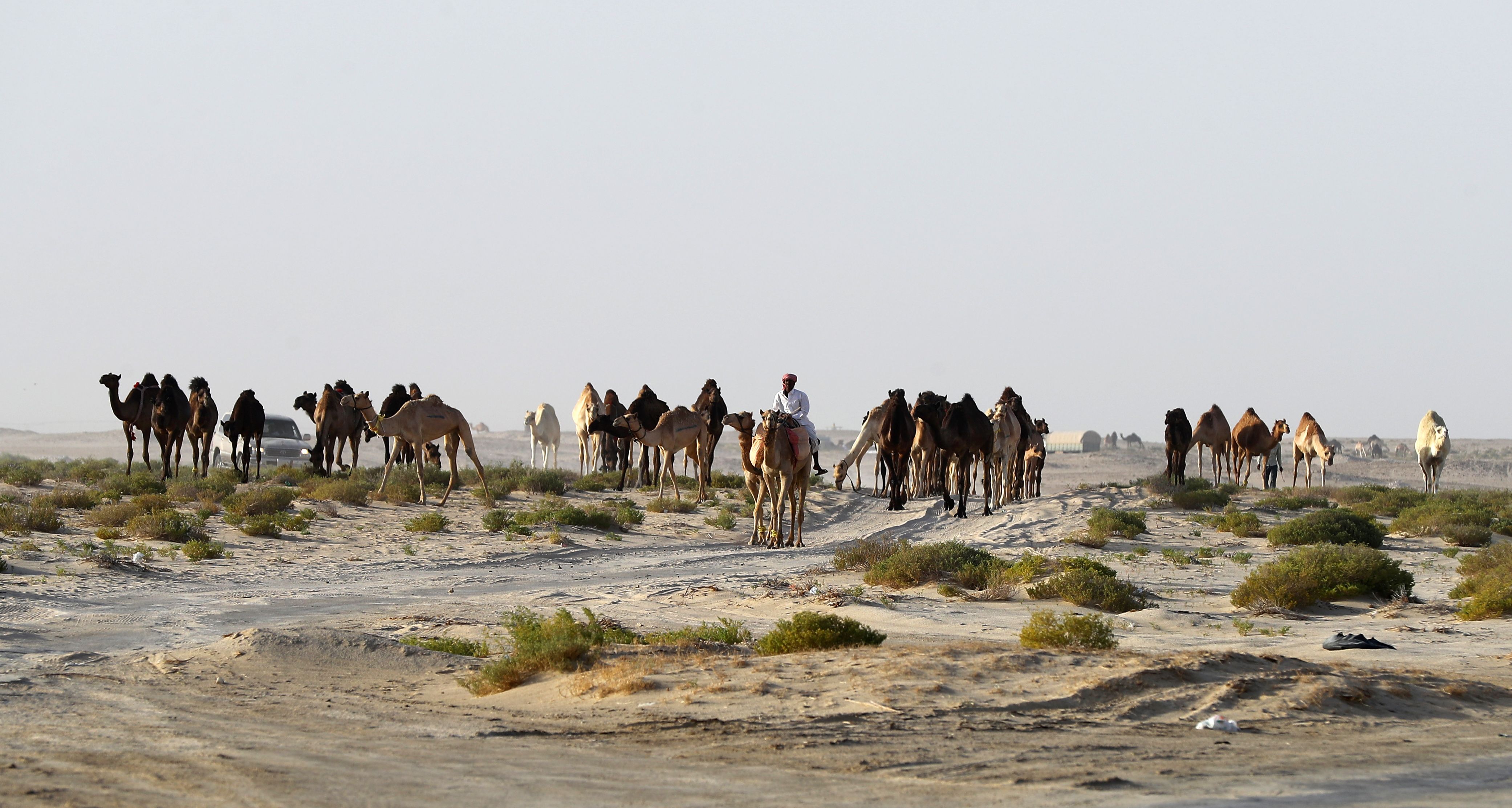 Qatari men herd camels in a desert area on the Qatari side of the Abu Samrah border crossing between Saudi Arabia and Qatar on June 21, 2017. Around 12,000 camels and sheep have become the latest victims of the Gulf diplomatic crisis, being forced to trek back to Qatar from Saudi Arabia, a newspaper reported Tuesday. / AFP PHOTO / KARIM JAAFAR