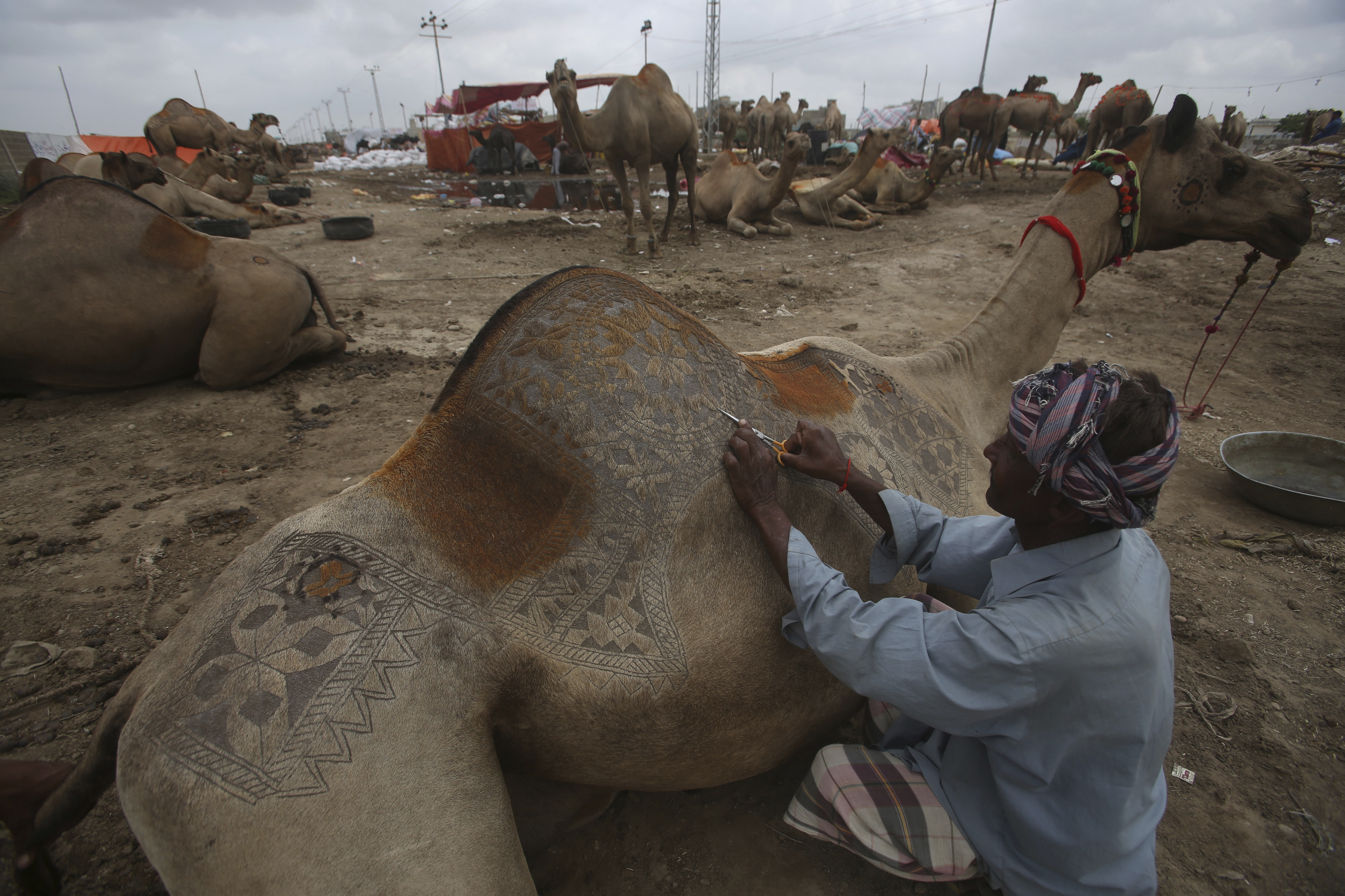 A Pakistani vendor makes a design on a camel to attract customers at a cattle market set up for the upcoming Muslims' festival Eid al-Adha in Karachi, Pakistan, Friday, Aug. 25, 2017. Eid al-Adha, or Feast of Sacrifice, most important Islamic holiday marks the willingness of the Prophet Ibrahim (Abraham to Christians and Jews) to sacrifice his son. (AP Photo/Fareed Khan)