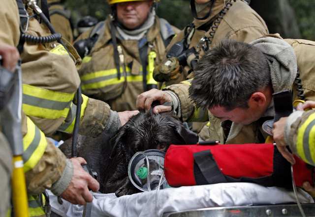 Glendale Firefighter/Paramedic Jeff Brooks fromRescue 26 revives a dog that was found inside a burning home at 3160 Linda Vista in Glendale on Thursday, June 9, 2011. The dog survived but the house was a complete loss. (Raul Roa/Staff Photographer)
