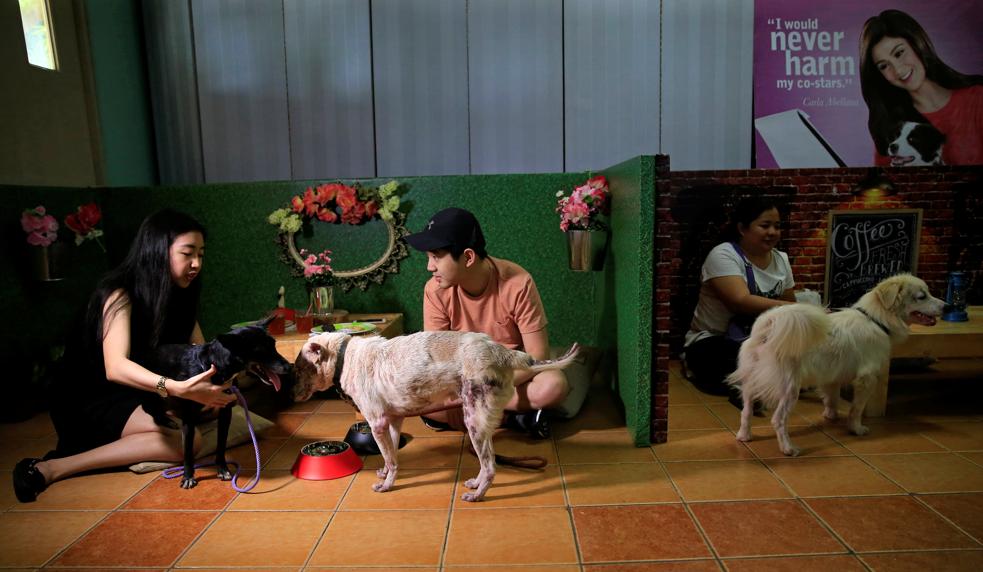 2018-02-13t104036z_1188110952_rc12b0fe4930_rtrmadp_3_valentines-day-philippines-dogs