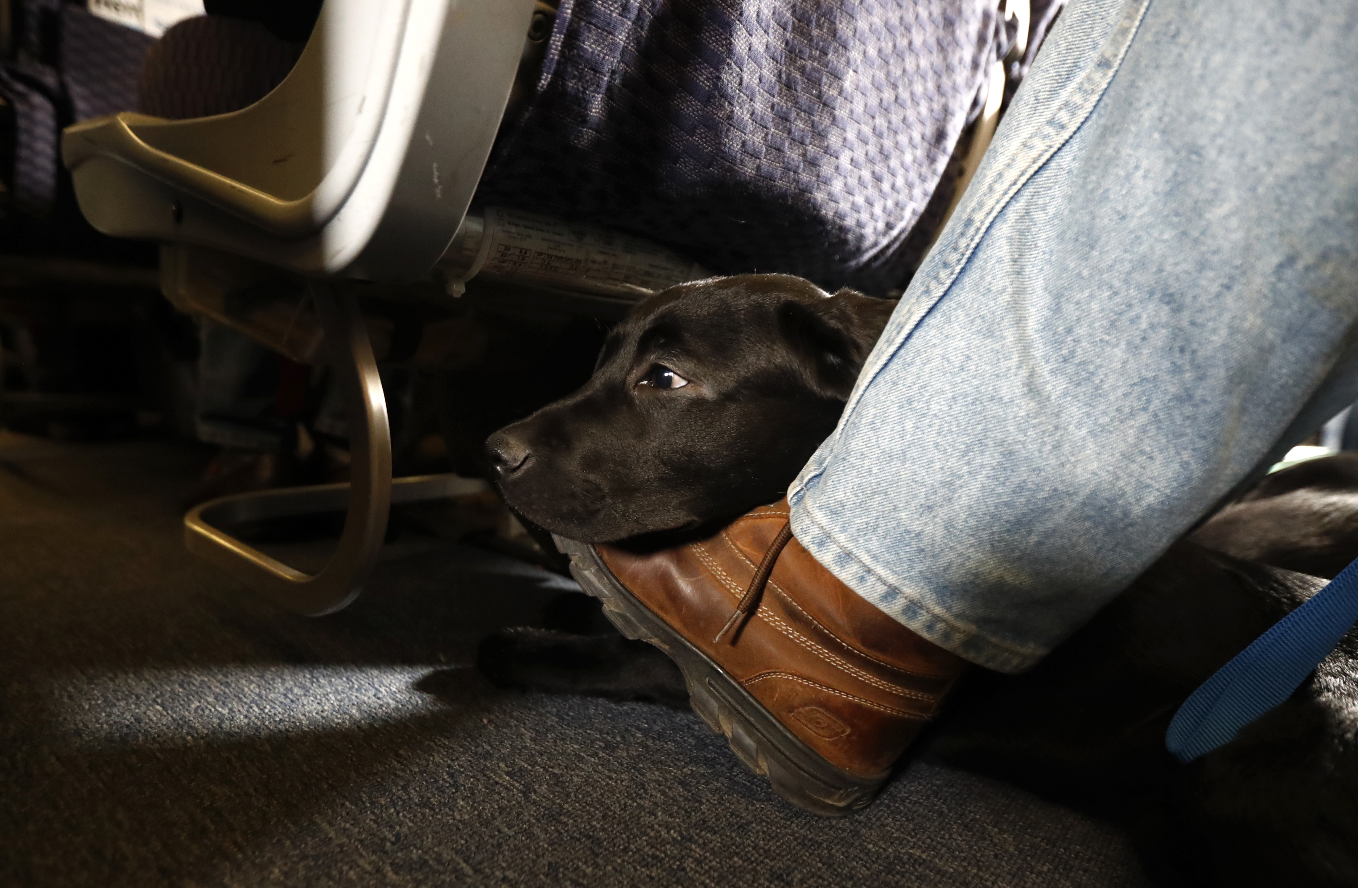 FILE - In this Saturday, April 1, 2017, file photo, a service dog named Orlando rests on the foot of its trainer, John Reddan, while sitting inside a United Airlines plane at Newark Liberty International Airport during a training exercise, in Newark, N.J. United Airlines wants to see more paperwork before passengers fly with an emotional-support animal. United says the changes won't affect owners of legitimate service animals with special training. (AP Photo/Julio Cortez, File)