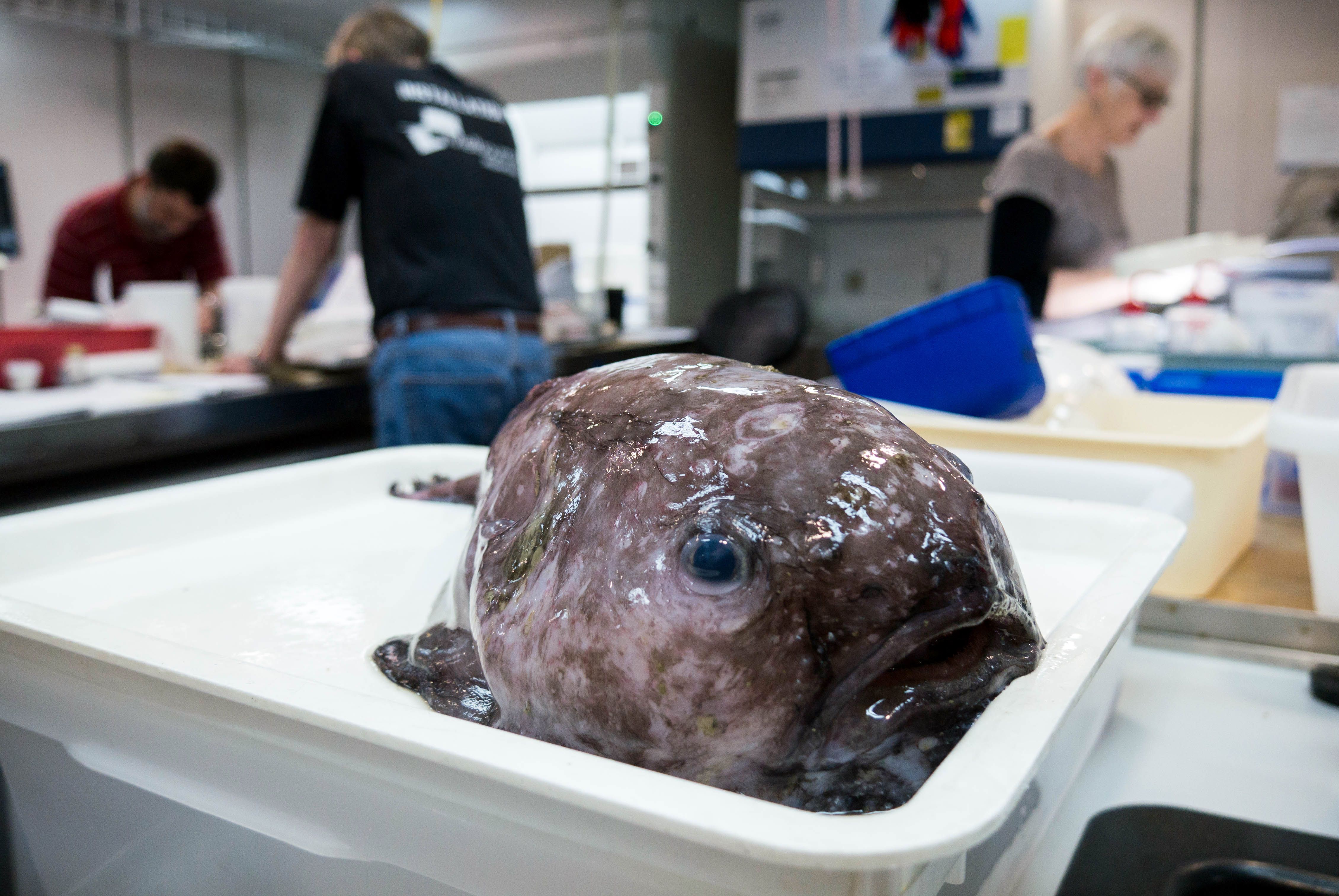 TOPSHOT - This undated handout picture released on February 21, 2018 by the Commonwealth Scientific and Industrial Research Organisation (CSIRO) and taken by Asher Flatt of the Marine National Facility in Hobart shows a blob fish, collected from a depth of 2.5 kilomenters off the New South Wales coast. More than 100 rarely seen fish species were hauled up from a deep and cold abyss off Australia during a scientific voyage, researchers said on February 21, including a cousin of the "world's ugliest animal" Mr Blobby. / AFP PHOTO / CSIRO / Asher FLATT / -----EDITORS NOTE --- RESTRICTED TO EDITORIAL USE - MANDATORY CREDIT "AFP PHOTO / CSIRO / ASHER FLATT" - NO MARKETING - NO ADVERTISING CAMPAIGNS - DISTRIBUTED AS A SERVICE TO CLIENTS - NO ARCHIVES