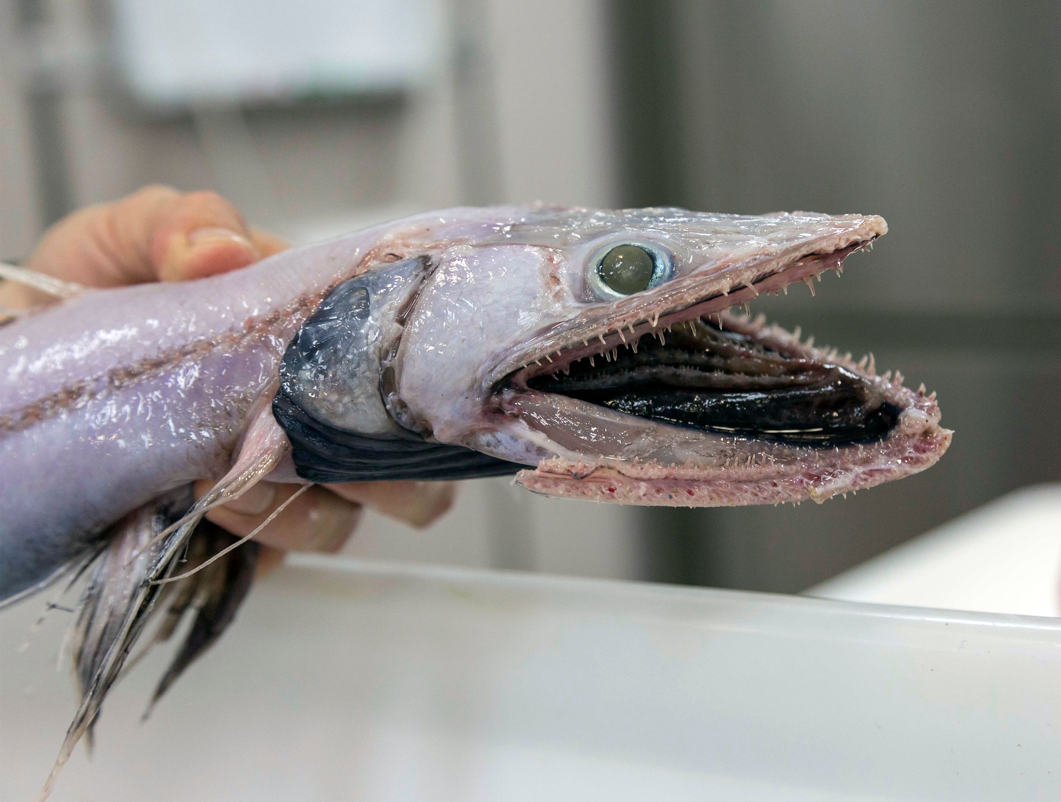This undated handout picture released on February 21, 2018 by the Commonwealth Scientific and Industrial Research Organisation (CSIRO) and taken by Asher Flatt of the Marine National Facility in Hobart shows a lizard fish, an ambush predator from the deep ocean. More than 100 rarely seen fish species were hauled up from a deep and cold abyss off Australia during a scientific voyage, researchers said on February 21, including a cousin of the "world's ugliest animal" Mr Blobby. / AFP PHOTO / CSIRO / Asher FLATT / -----EDITORS NOTE --- RESTRICTED TO EDITORIAL USE - MANDATORY CREDIT "AFP PHOTO / CSIRO / ASHER FLATT" - NO MARKETING - NO ADVERTISING CAMPAIGNS - DISTRIBUTED AS A SERVICE TO CLIENTS - NO ARCHIVES