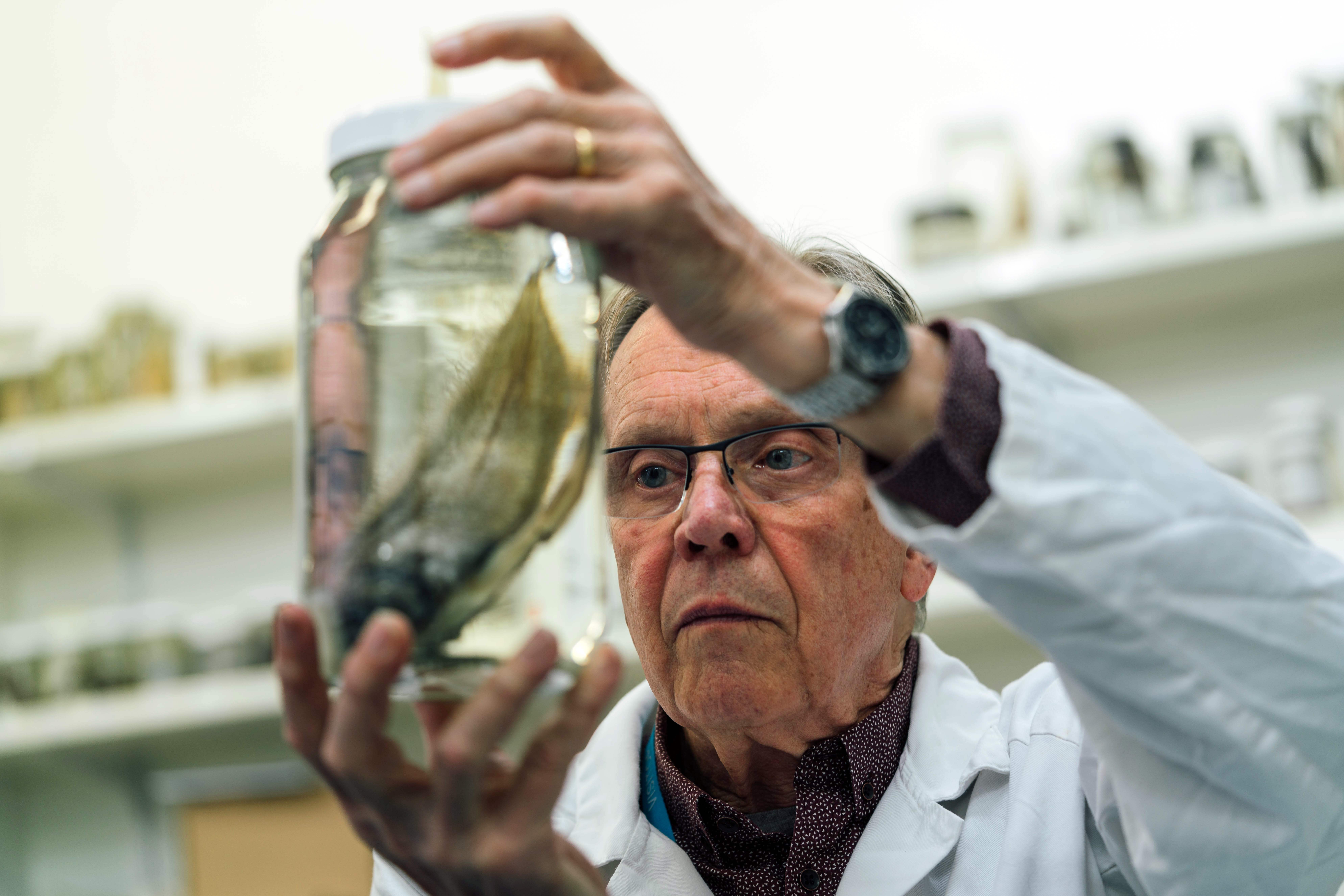 This undated handout picture released on February 21, 2018 by the Commonwealth Scientific and Industrial Research Organisation (CSIRO) shows Martin Gomon from Museums Victoria as he studies an abyss fish at the workshop in Hobart. More than 100 rarely seen fish species were hauled up from a deep and cold abyss off Australia during a scientific voyage, researchers said on February 21, including a cousin of the "world's ugliest animal" Mr Blobby. / AFP PHOTO / CSIRO / - / -----EDITORS NOTE --- RESTRICTED TO EDITORIAL USE - MANDATORY CREDIT "AFP PHOTO / CSIRO" - NO MARKETING - NO ADVERTISING CAMPAIGNS - DISTRIBUTED AS A SERVICE TO CLIENTS - NO ARCHIVES