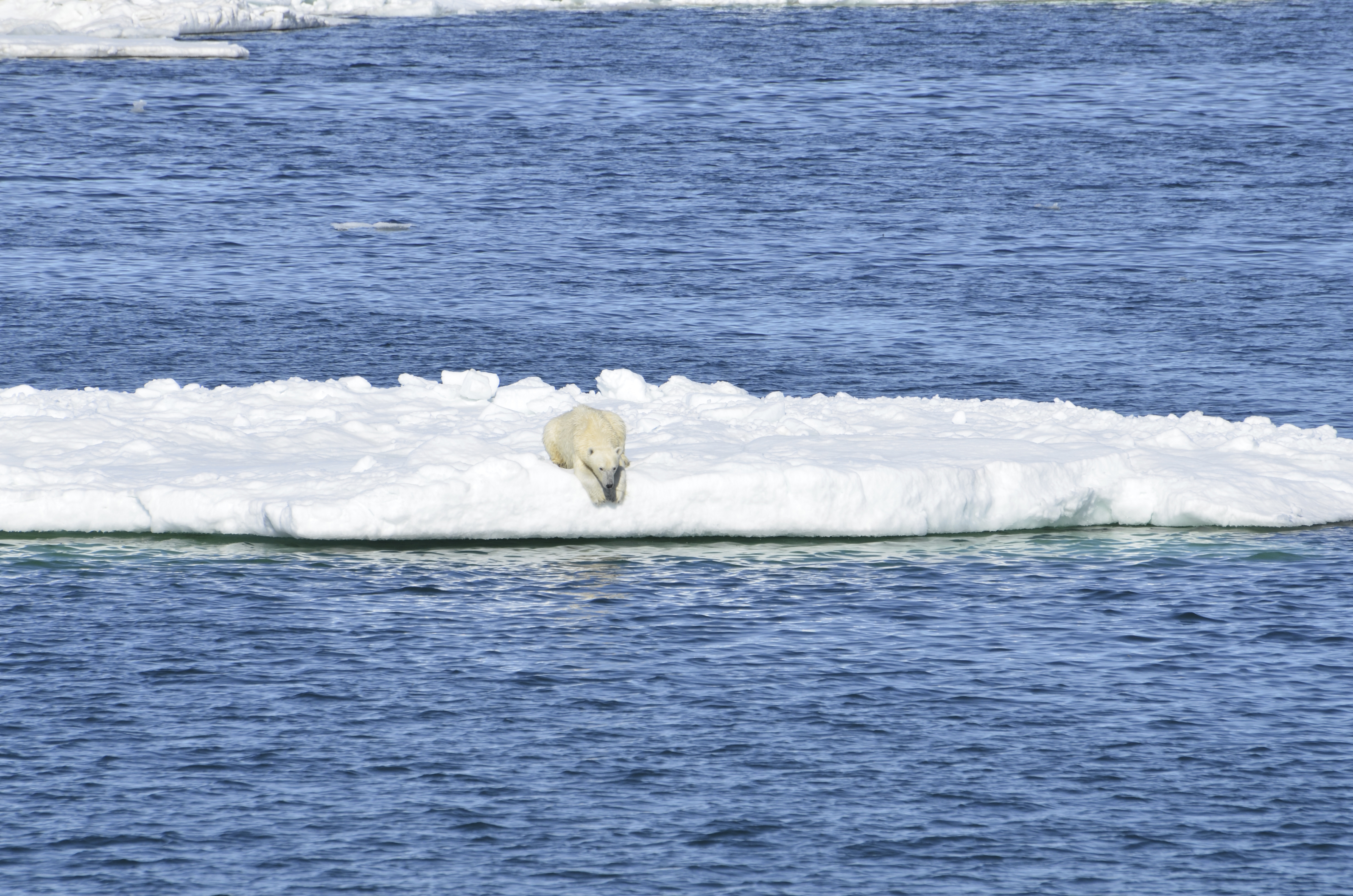 In this June 15, 2014 photo provided by the United States Geological Survey, a polar bear rests on a chunk of sea ice in the Arctic. A new study released on Thursday, Feb. 1, 2018 shows some polar bears in the Arctic are shedding pounds during the time they are supposed to be beefing up. Scientists blame climate change for shrinking the ice cover on the Arctic Ocean that the polar bears need for hunting. (Brian Battaile/USGS via AP)