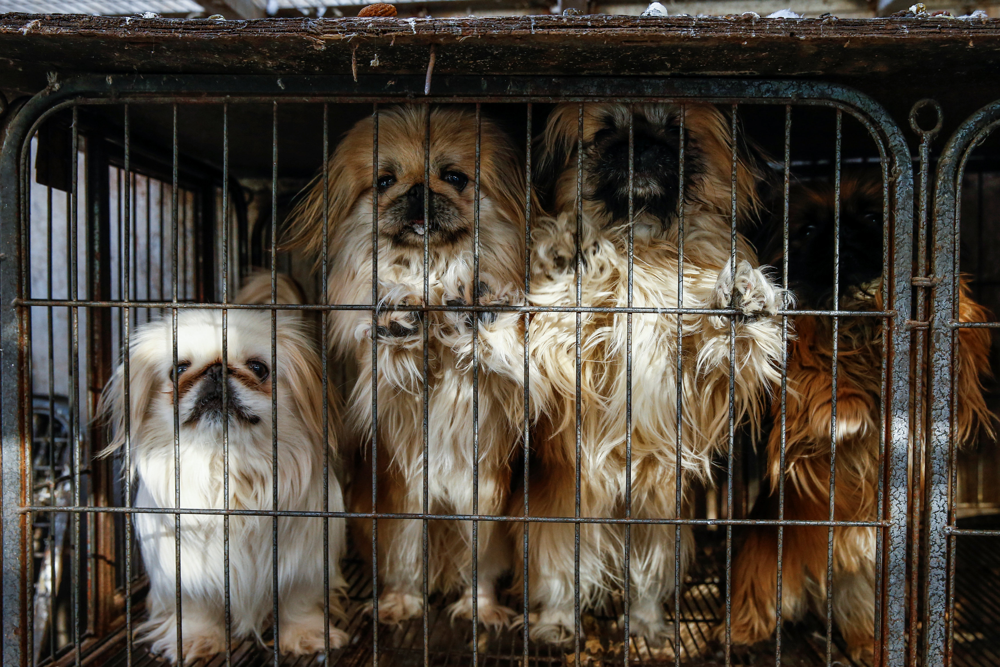 Local-bred Pekingese dogs stand in a cage at the compound of a local animal breeder Zhang Lei in Beijing, China, January 11, 2018. Picture taken January 11, 2018.  REUTERS/Thomas Peter