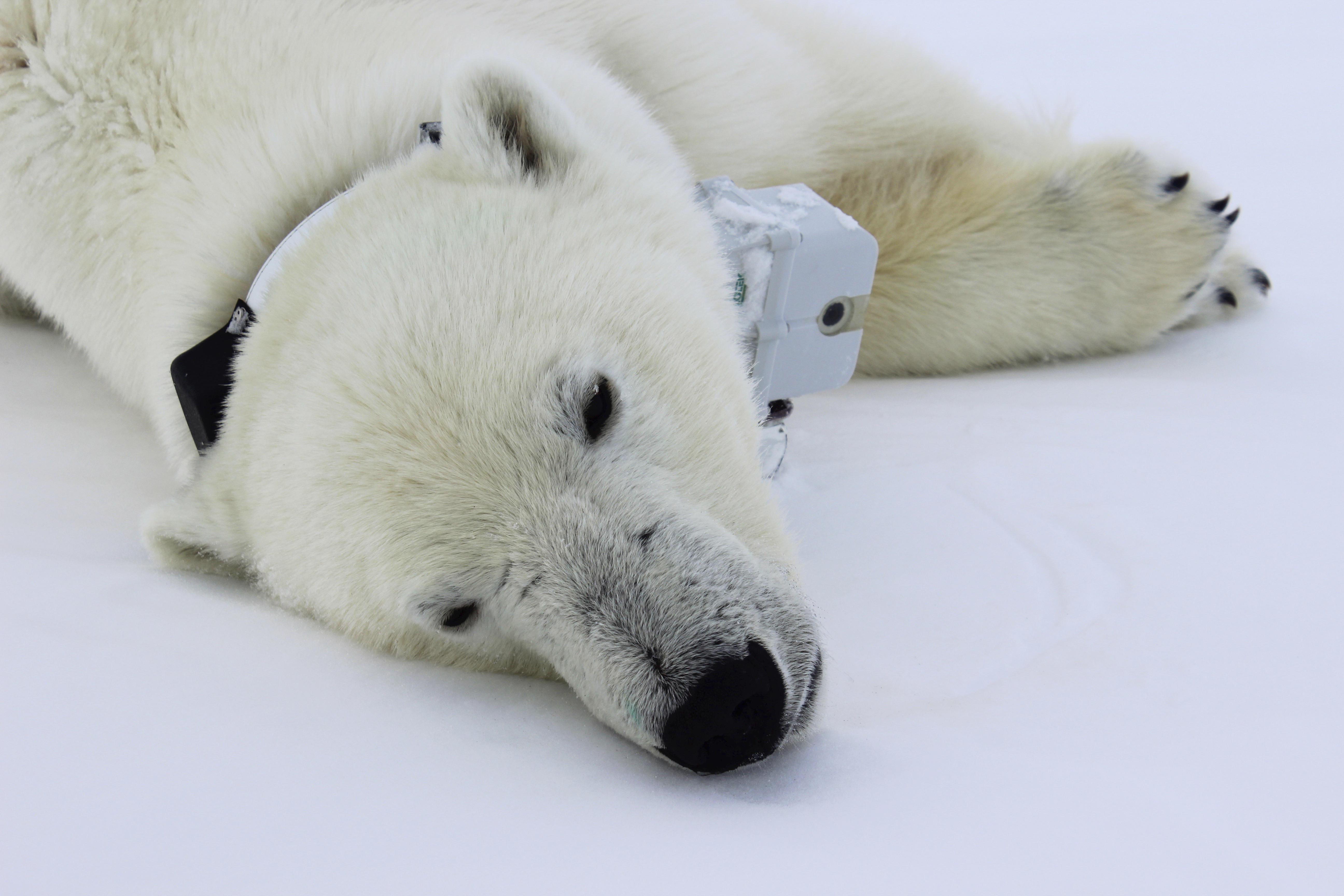 This April 20, 2015 photo provided by Busch Gardens shows a polar bear wearing a GPS video-camera collar lying on a chunk of sea ice in the Beaufort Sea. A new study released on Thursday, Feb. 1, 2018 shows some polar bears in the Arctic are shedding pounds during the time they are supposed to be beefing up. Scientists blame climate change for shrinking the ice cover on the Arctic Ocean that the polar bears need for hunting.(Maria Spriggs/Busch Gardens via AP)