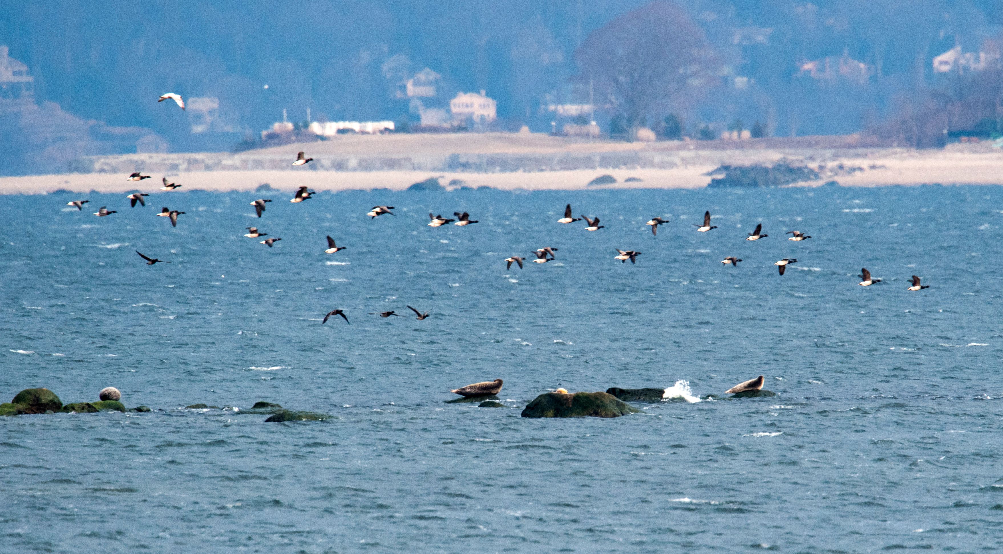 Seals rest on the rocks as a flock of birds fly overhead March 15, 2018 near Orchard Beach in New York.   From coyotes in the Bronx to red foxes in Queens, raccoons in Manhattan, owls in Brooklyn and deer in Staten Island, wildlife roams the urban jungle of New York. But coexistence is not always easy between millions of wild animals and 8.5 million humans. / AFP PHOTO / Don EMMERT / With AFP Story  by Laura BONILLA: Take a walk on New York's wild side