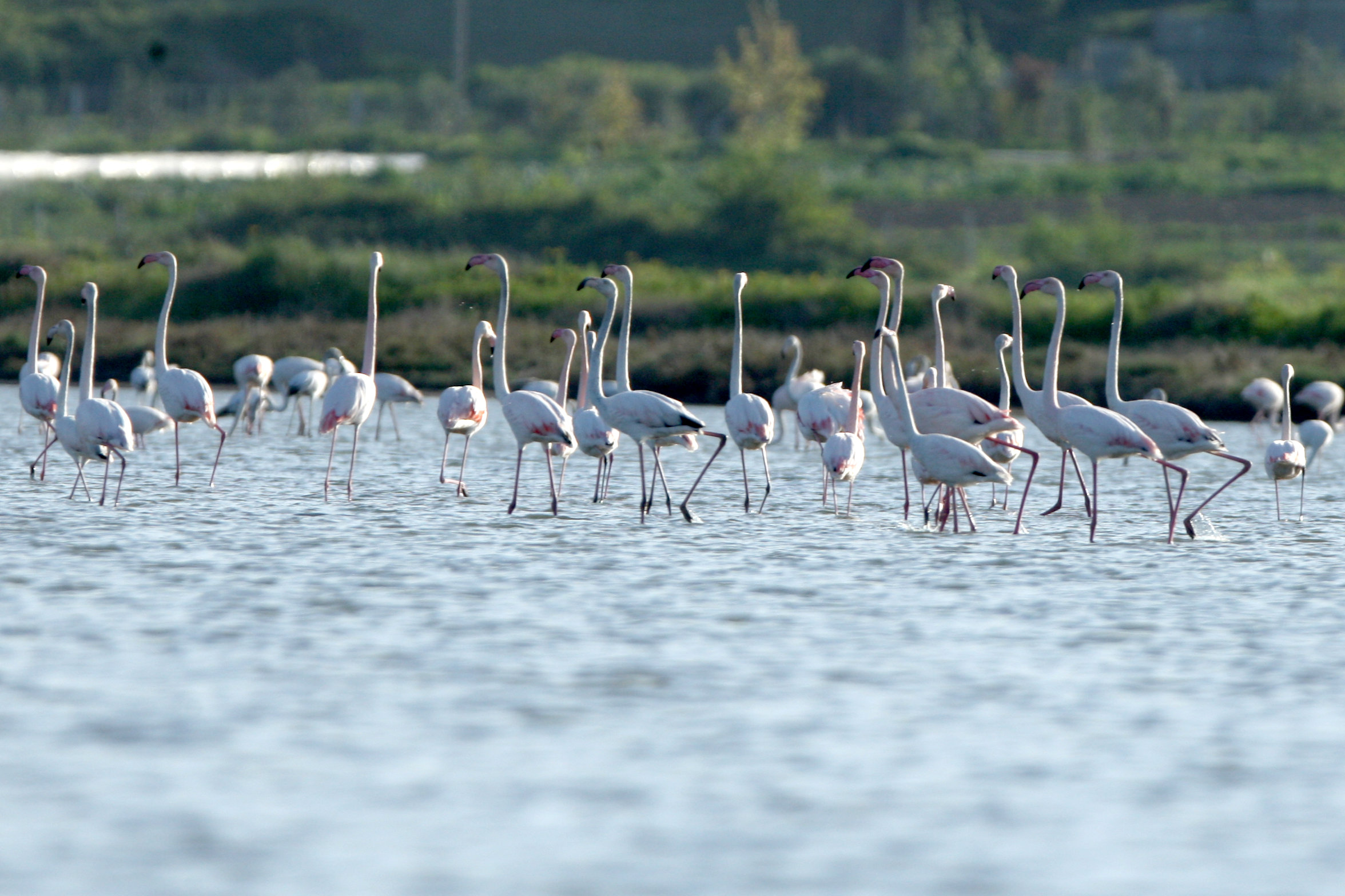 Flamingos (Phoenicopterus roseus) are pictured in the Divjake-Karavasta lagoon National Park in Divjaka, Albania April 9, 2018. REUTERS/Florion Goga
