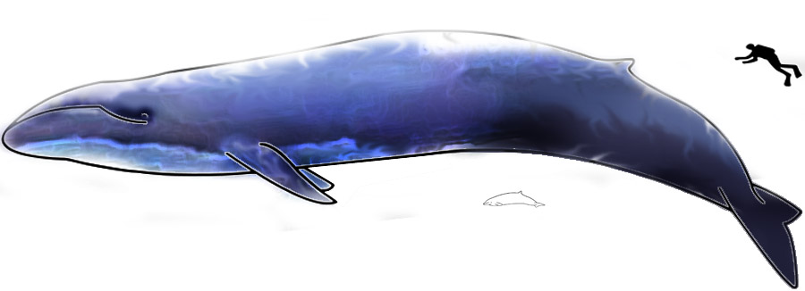 Image:Blue Whale and Hector Dolphine.png