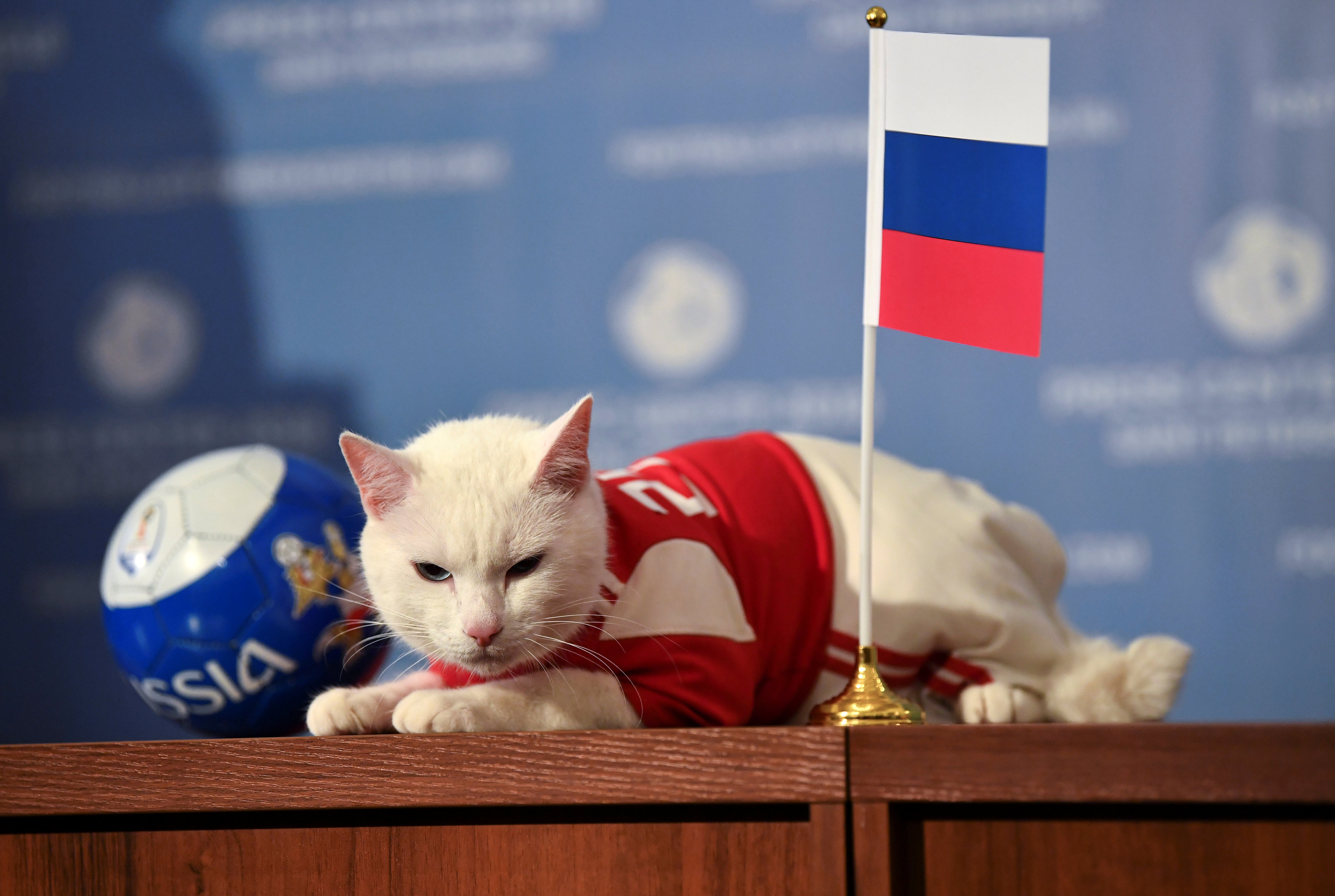 FILE PHOTO: Achilles the cat, one of the State Hermitage Museum mice hunters, attempts to predict the result of the opening match of the 2018 FIFA World Cup between Russia and Saudi Arabia during an event in Saint Petersburg, Russia June 13, 2018. REUTERS/Dylan Martinez/File Photo