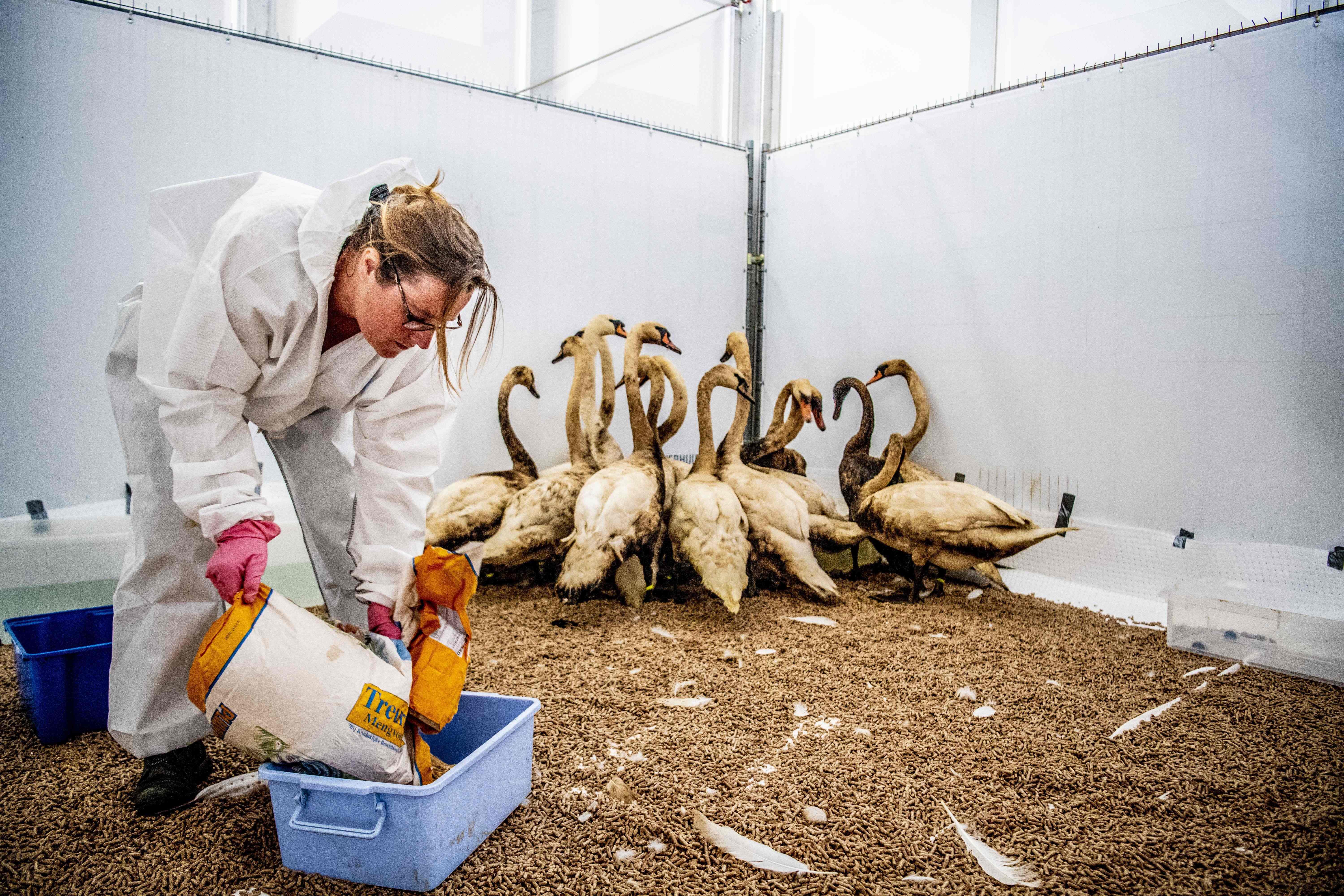 Swans covered in oil are fed by a rescue worker as they stand in a bird shelter near Hoek van Holland on June 26, 2018, after an accident when an oil tanker hit a jetty. Animal rescue workers are frantically cleaning hundreds of birds after an oil spill in the Rotterdam harbour at the weekend, when an oil tanker hit a jetty dumping some 200 tonnes of bunker fuel. The Norwegian tanker Bow Jubail crashed against a jetty in western Europe's largest port on June 23, spilling the heavy bunker fuel into the section of the harbour reserved for offloading petroleum, west of the city. / AFP PHOTO / ANP / Robin Utrecht / Netherlands OUT