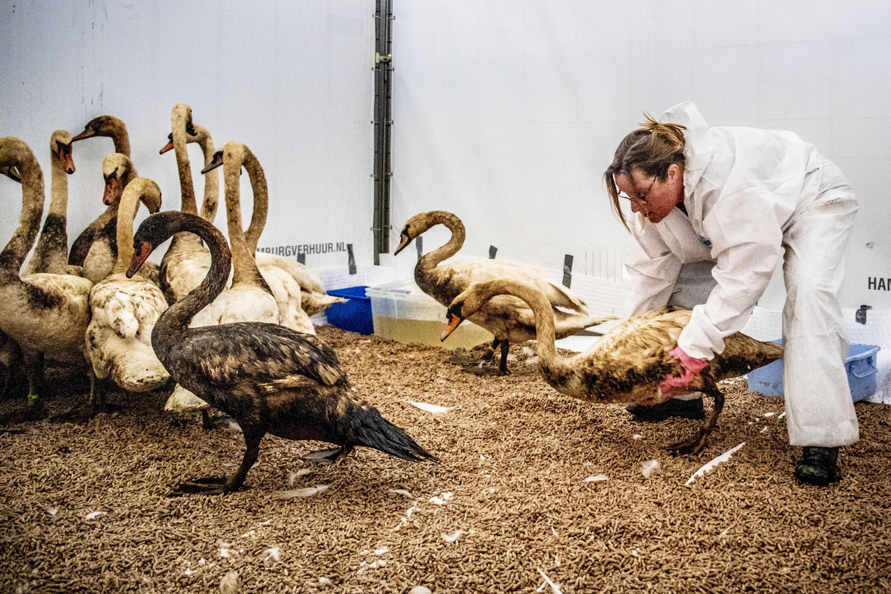 epa06842476 A shelter worker carries a swan covered in oil at a bird shelter near Hoek van Holland, The Netherlands, 26 June 2018. The swans were covered with oil after a tanker crashed into a jetty in the port of Rotterdam and spilled around 200 tons of oil into the water. EPA/ROBIN UTRECHT