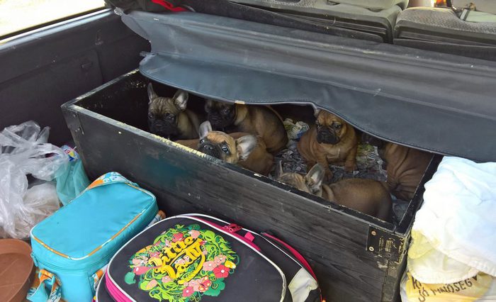 Gdf Gorizia sequestra 34 cuccioli cane da Ungheria