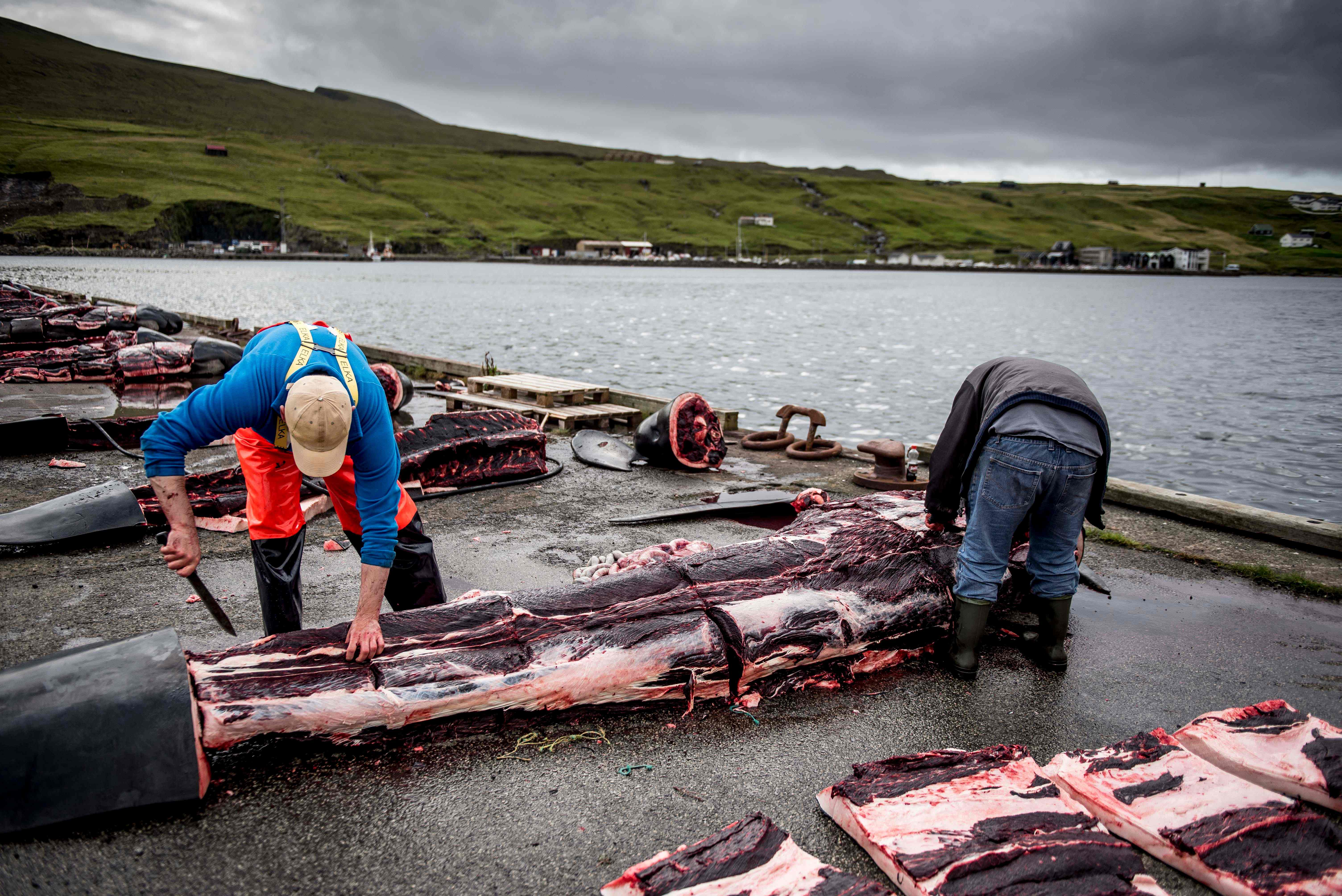 Men skin the body of a pilot whale on the quay in Jatnavegur near Vagar on the Faroe Islands on August 22, 2018. - In the Faroe Islands it is legal and a tradition to catch pilot whales. If a bunch of whales are observed close to the coast, it is driven into one of the 23 approved whale bays. Here the whole flock is killed with knives. When the whales are lifted up on the quay, they are slaughtered. The catch is divided according to an intricate, traditional distribution system between the participants in the hunt and the local residents of the whale bay and people from the local area. Pilot whaling is subject to Faroese legislation, which sets the framework for the catching, killing methods and permitted equipment. The average annual catch is about 900 pilot whales, which corresponds to approximately 500 tons of whale meat and blubber. It accounts for about 30 percent of total local meat production in the Faroe Islands. (Photo by Mads Claus Rasmussen / Ritzau Scanpix / AFP) / Denmark OUT