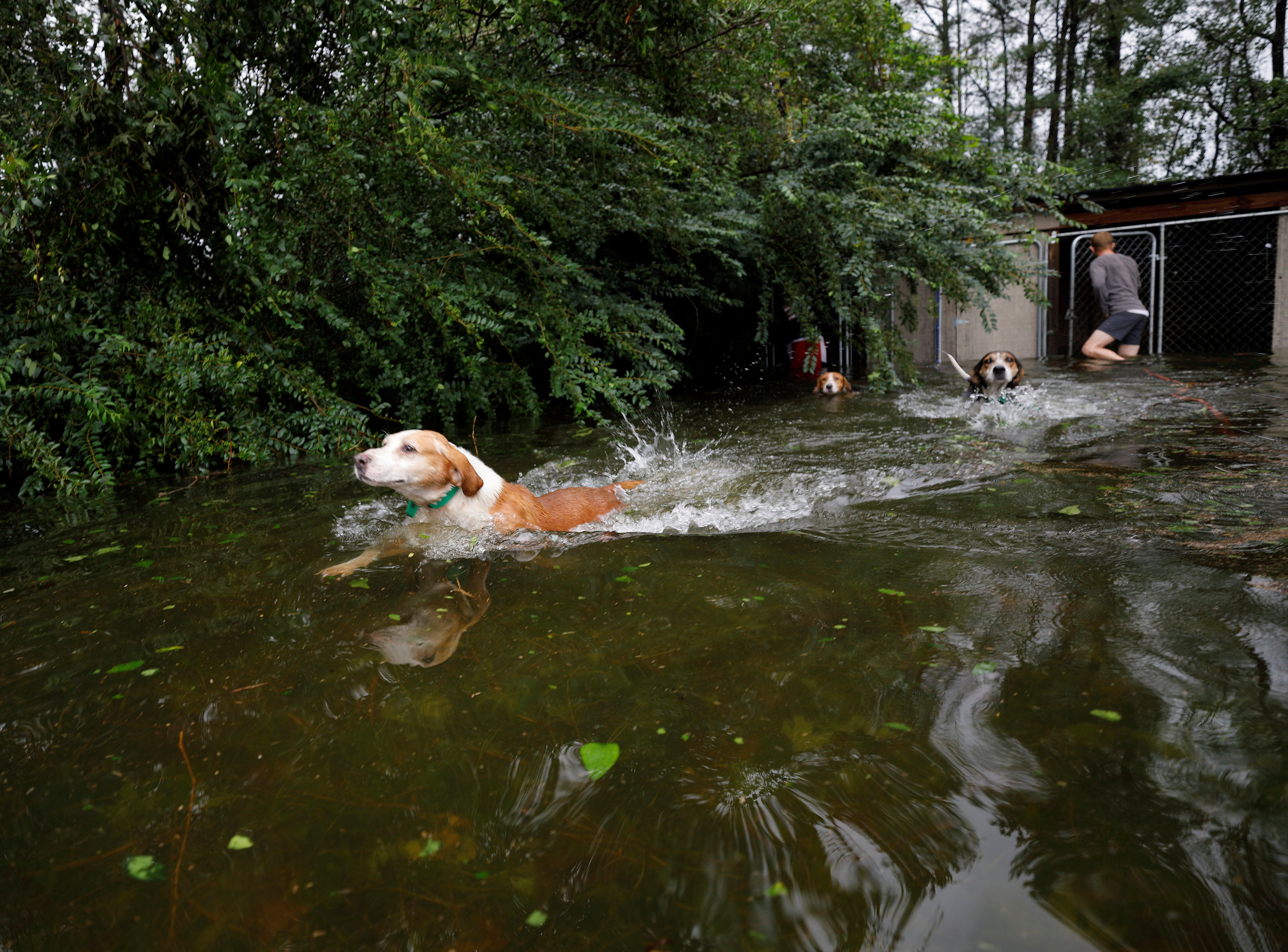 Panicked dogs that were left caged by an owner who fled rising flood waters in the aftermath of Hurricane Florence, swim free after their release in Leland, North Carolina, U.S., September 16, 2018. REUTERS/Jonathan Drake