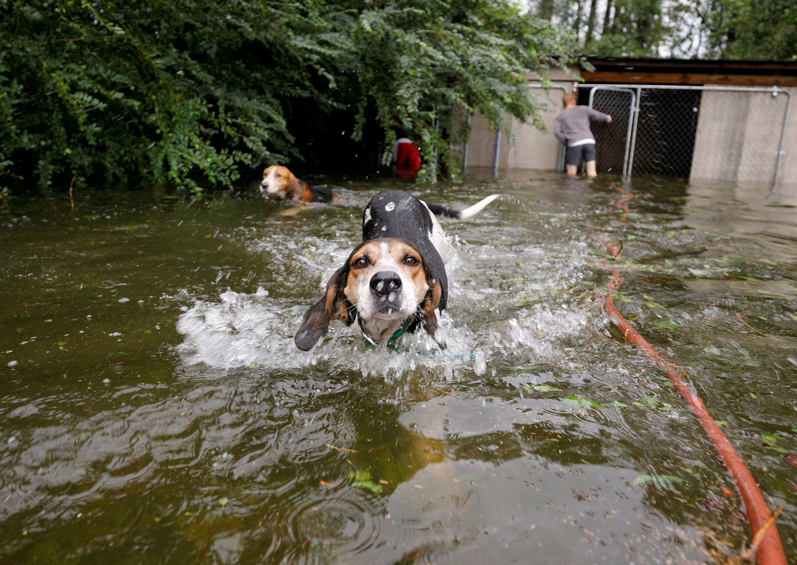 Panicked dogs that were left caged by an owner who fled rising flood waters in the aftermath of Hurricane Florence, swim free after their release in Leland, North Carolina, U.S., September 16, 2018. REUTERS/Jonathan Drake TPX IMAGES OF THE DAY