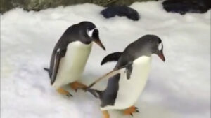 Penguins, Spen and Magic, walk at Sea Life Sydney Aquarium in Sydney, Australia in this still image taken from social media video published on October 11, 2018. Sea Life Sydney Aquarium via REUTERS ATTENTION EDITORS - THIS IMAGE WAS PROVIDED BY A THIRD PARTY. NO RESALES. NO ARCHIVES. MANDATORY CREDIT