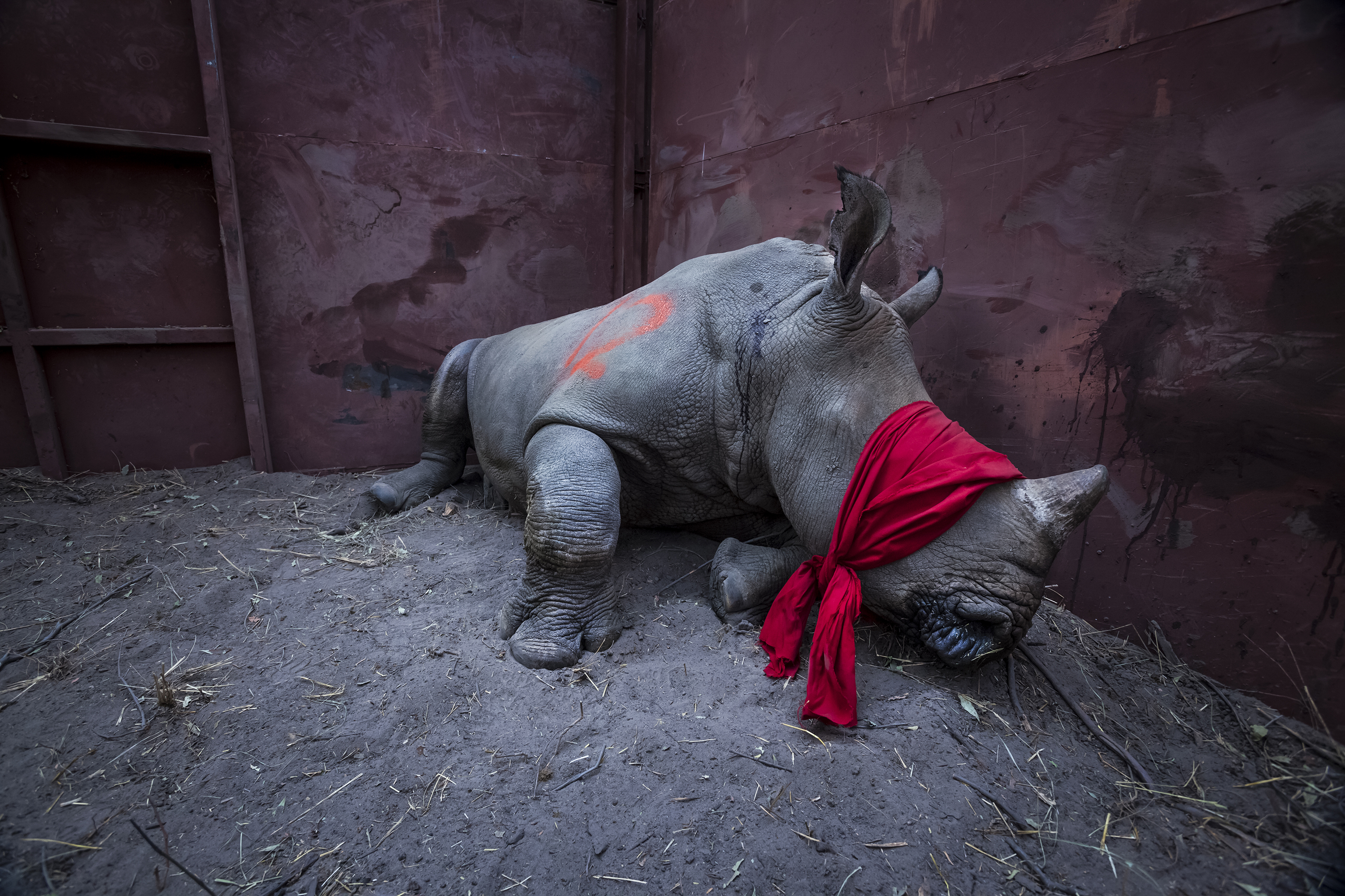 21 Settembre 2017 -  Un giovane rinoceronte bianco del sud, drogato e bendato, sta per essere rilasciato allo stato selvatico nel Delta dell'Okavango, in Botswana, dopo il suo trasferimento dal Sud Africa per proteggersi dai bracconieri. Storia: I rinoceronti bianchi del sud sono classificati come "quasi in pericolo". Il corno di rinoceronte è molto apprezzato, specialmente in Vietnam e in Cina, per le sue proprietà medicinali percepite, e in luoghi è usato come droga ricreativa. I corni possono ottenere tra € 20.000 e € 50.000 per chilogrammo. Il bracconaggio in Sud Africa è salito da 13 rinoceronti all'anno nel 2007 a un massimo di 1.215 nel 2014, e sebbene queste cifre siano leggermente diminuite da allora, le perdite sono ancora insostenibili. Il Botswana sta salvando rinoceronti dai punti caldi del bracconaggio in Sud Africa e sta ristabilendo popolazioni nei suoi santuari naturali. Credit Neil Aldridge 